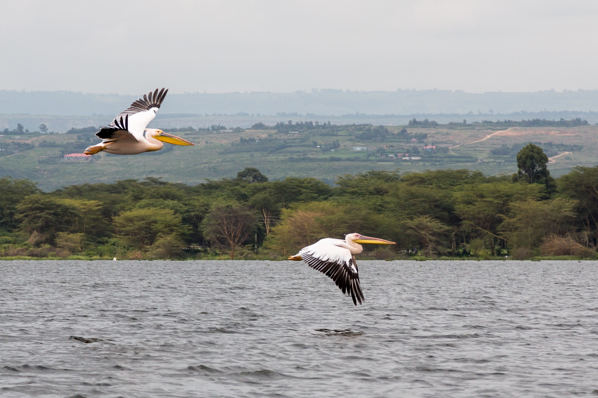 Африка. Кения. Фотосъёмка животных в африканской саванне. Фотограф Алексей Скоробогатько