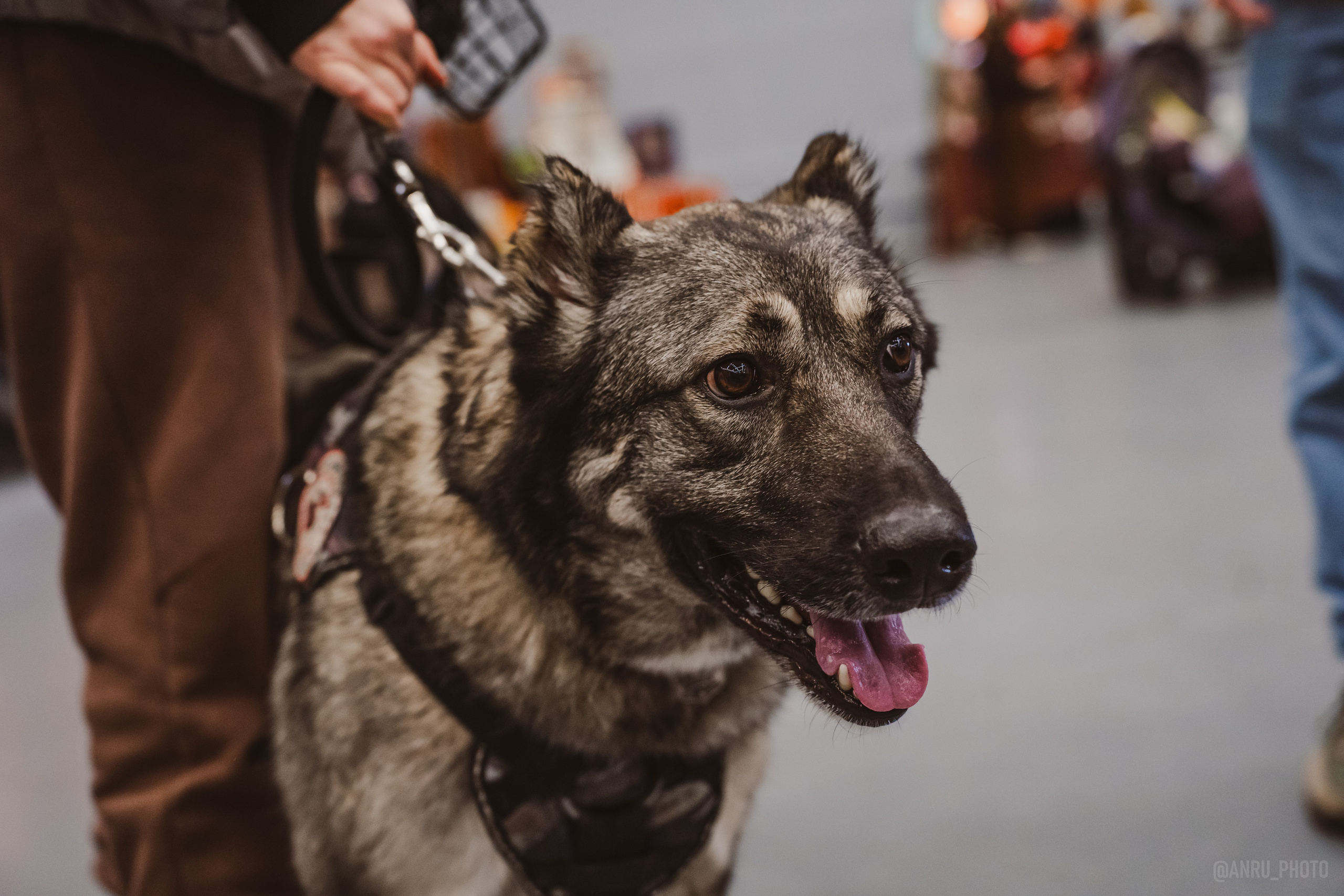 Fox Family fest. Репортажный фотограф Анастасия Рубцова