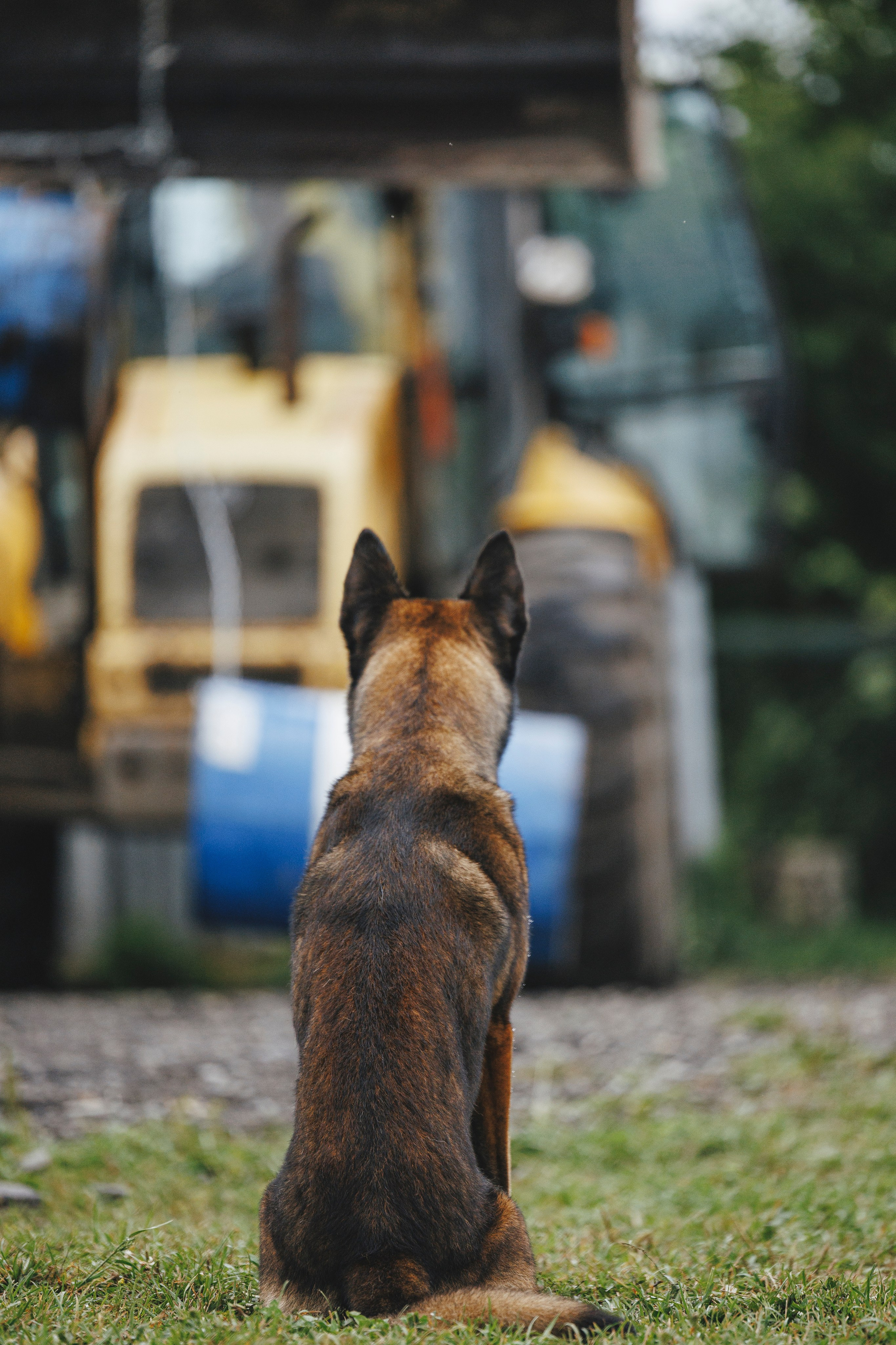 08.08.25-10.08.25 ЧР по мондьорингу г. Вологда. Фотограф-анималист Анна Маринич