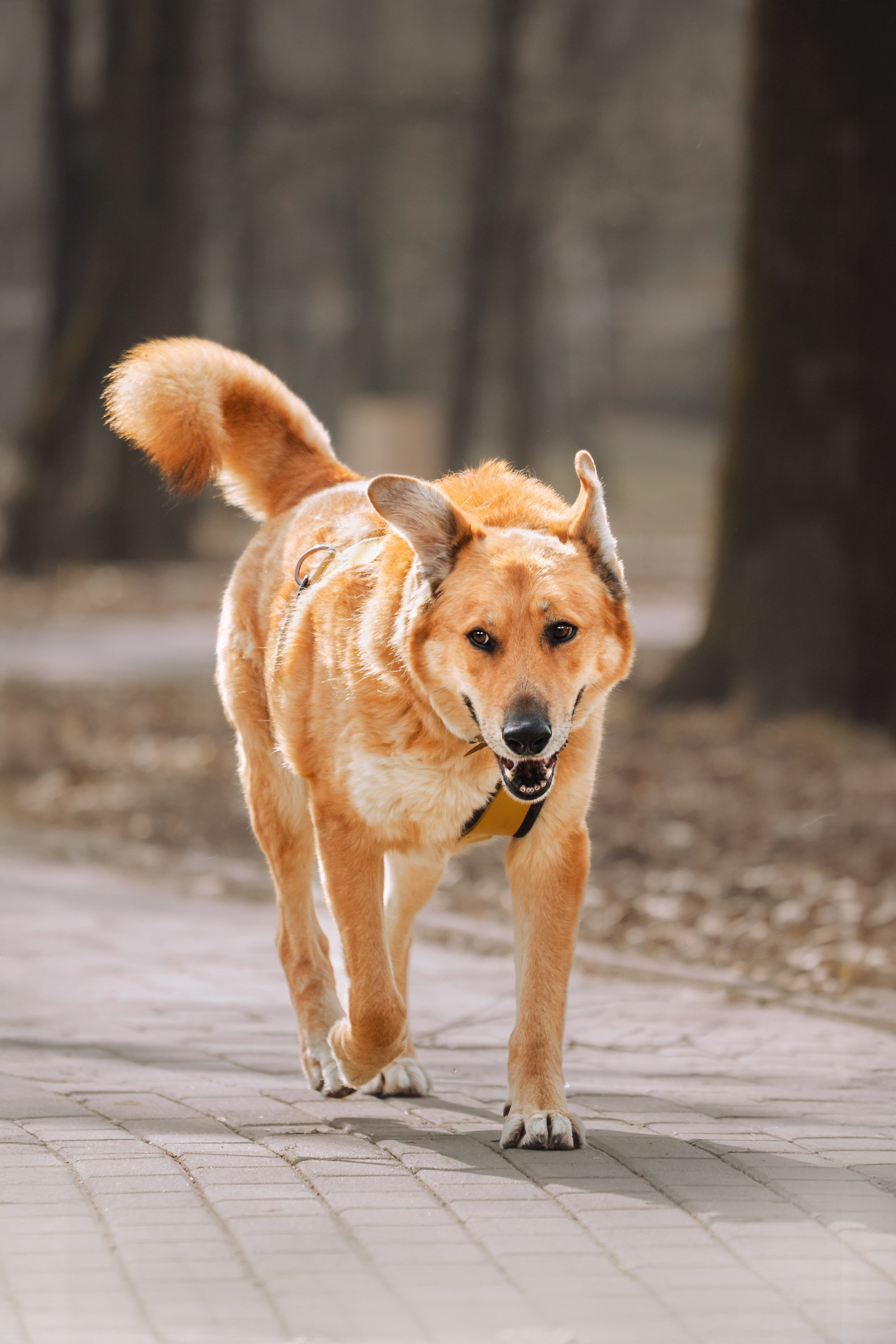 Собаки из приюта Дубовая роща весна 2025. Фотограф-анималист Татьяна Степанова