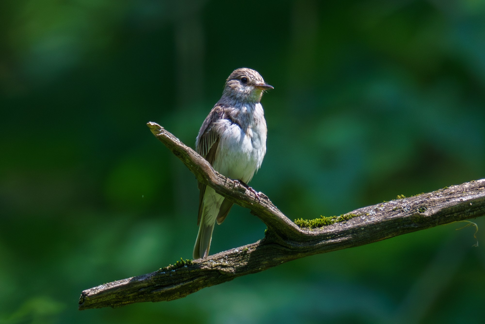 Удивительные мир птиц. Вокруг нас столько прекрасного — присмотритесь!. Ваш личный фотограф Марина Волкова