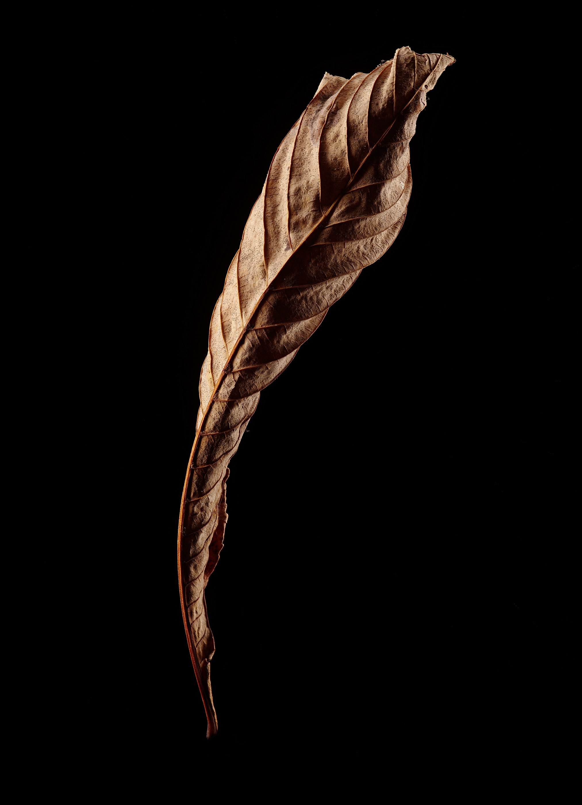 ANOTHER FORM. LUMEN DUO Art photography for interiors