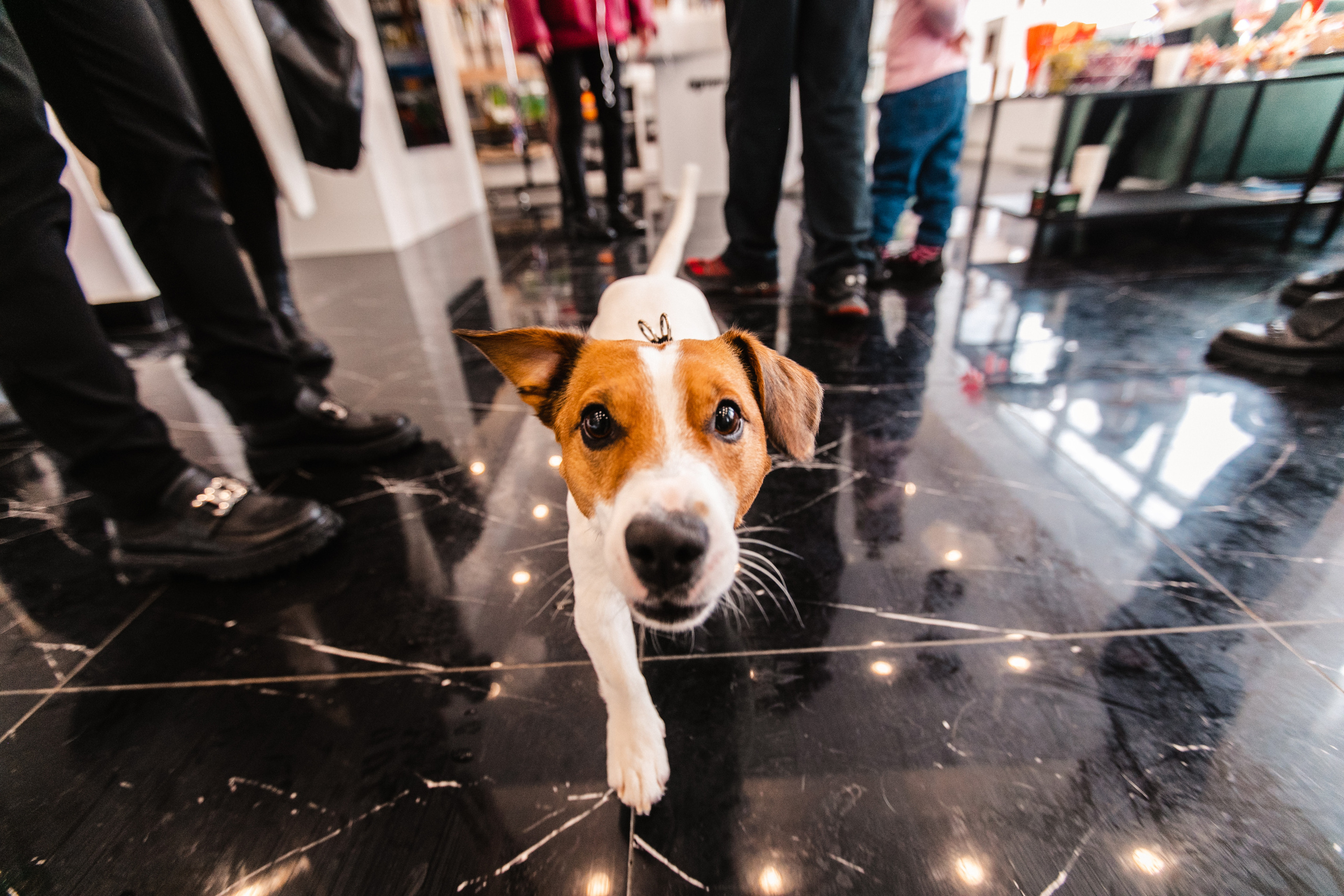 День Рождения салона «Grooming House». Роман Урумбаев фотограф Нижневартовск