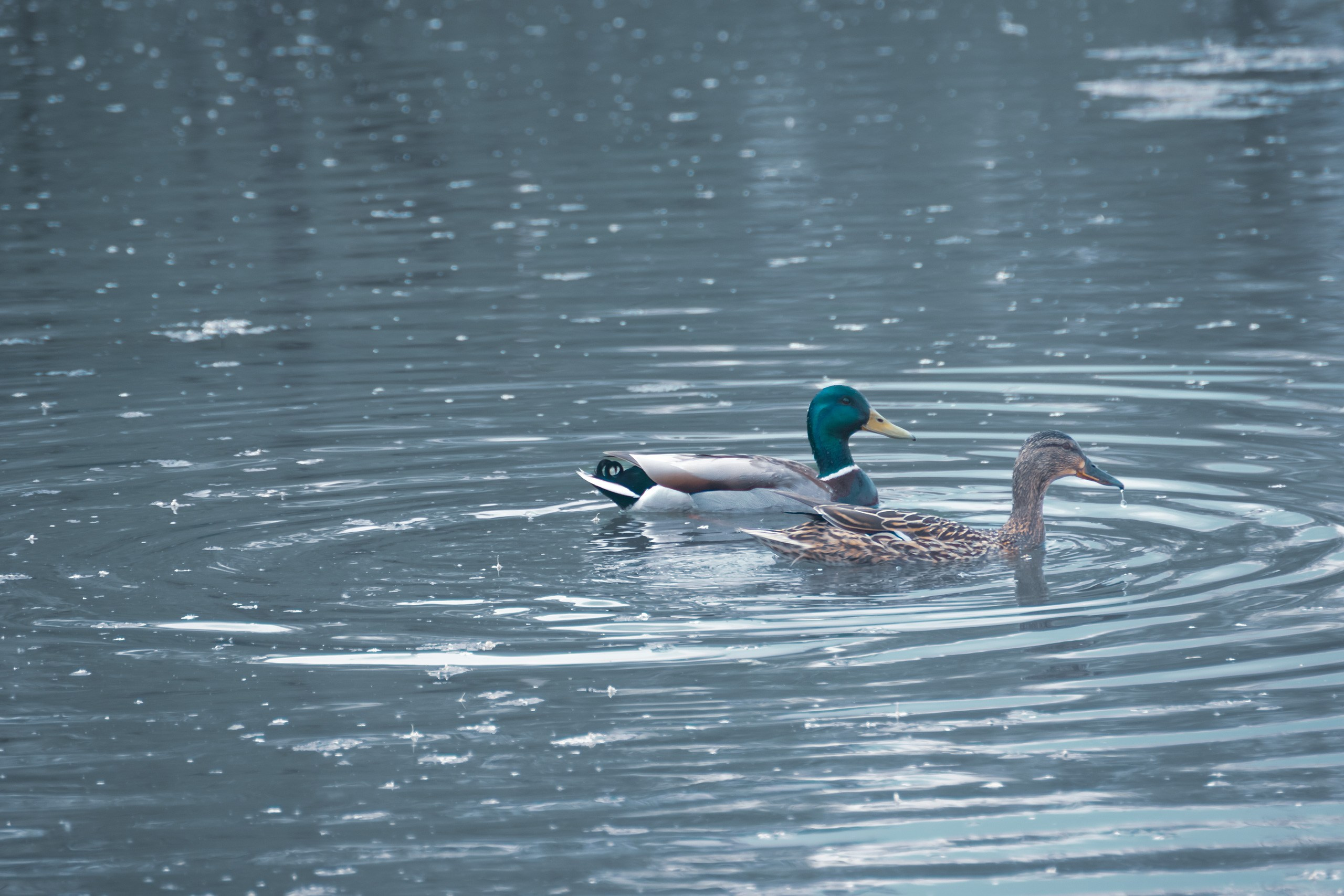 О Верности. Аmat Victoria Сuram