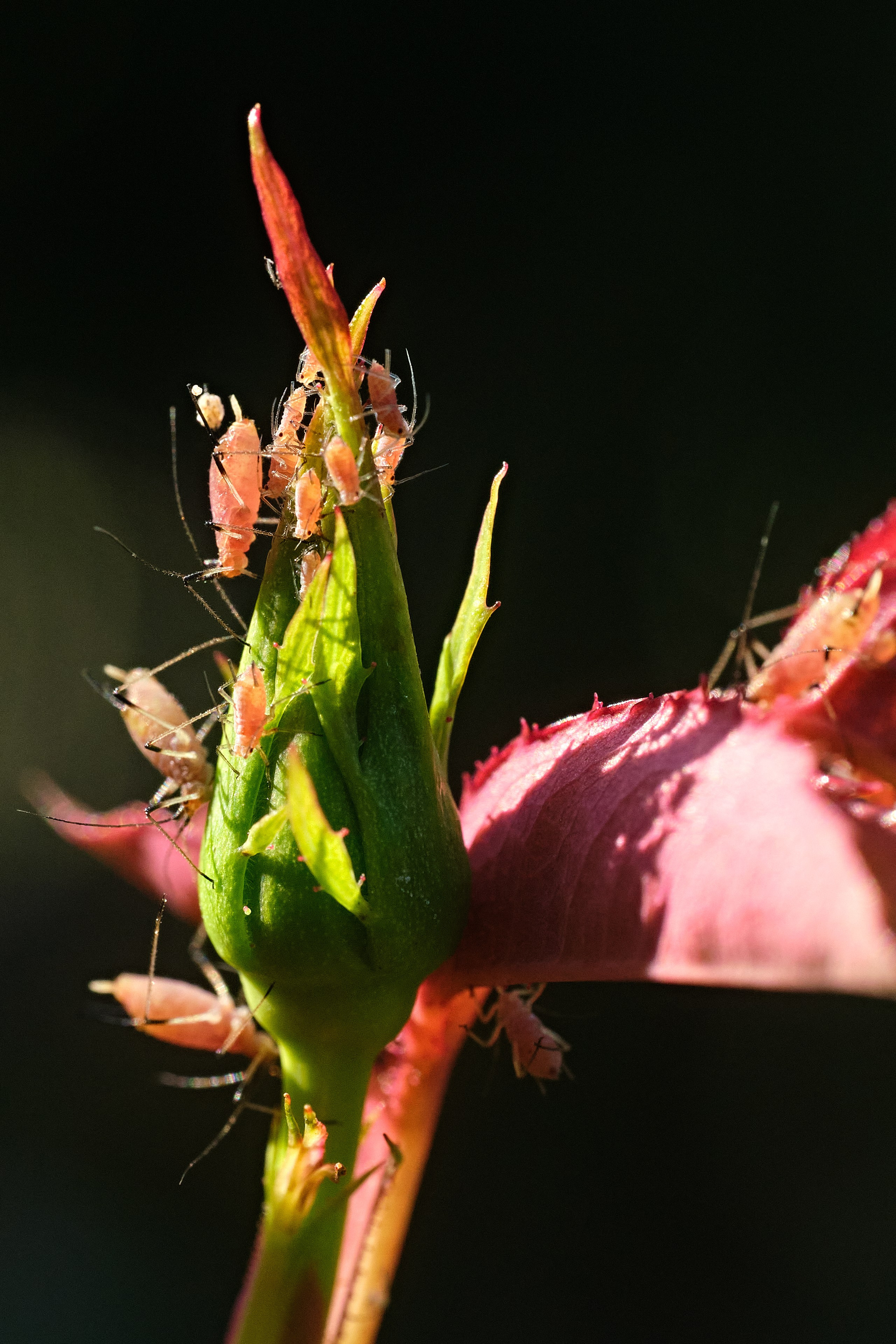 Nature. Рекламная фото и видео съёмка в Екатеринбурге