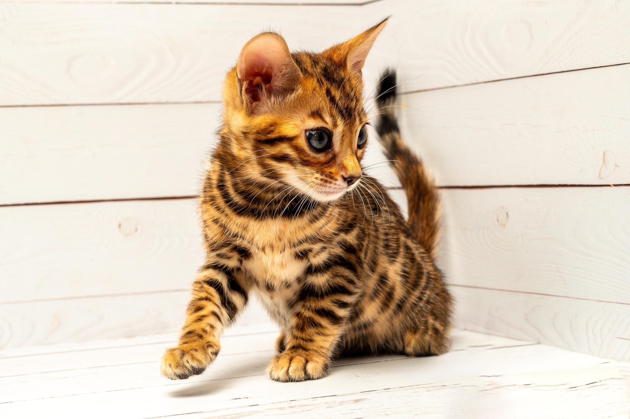 Питомцы. Интерьерный фотограф. Фото- видеосъемка недвижимости Санкт-Петербург