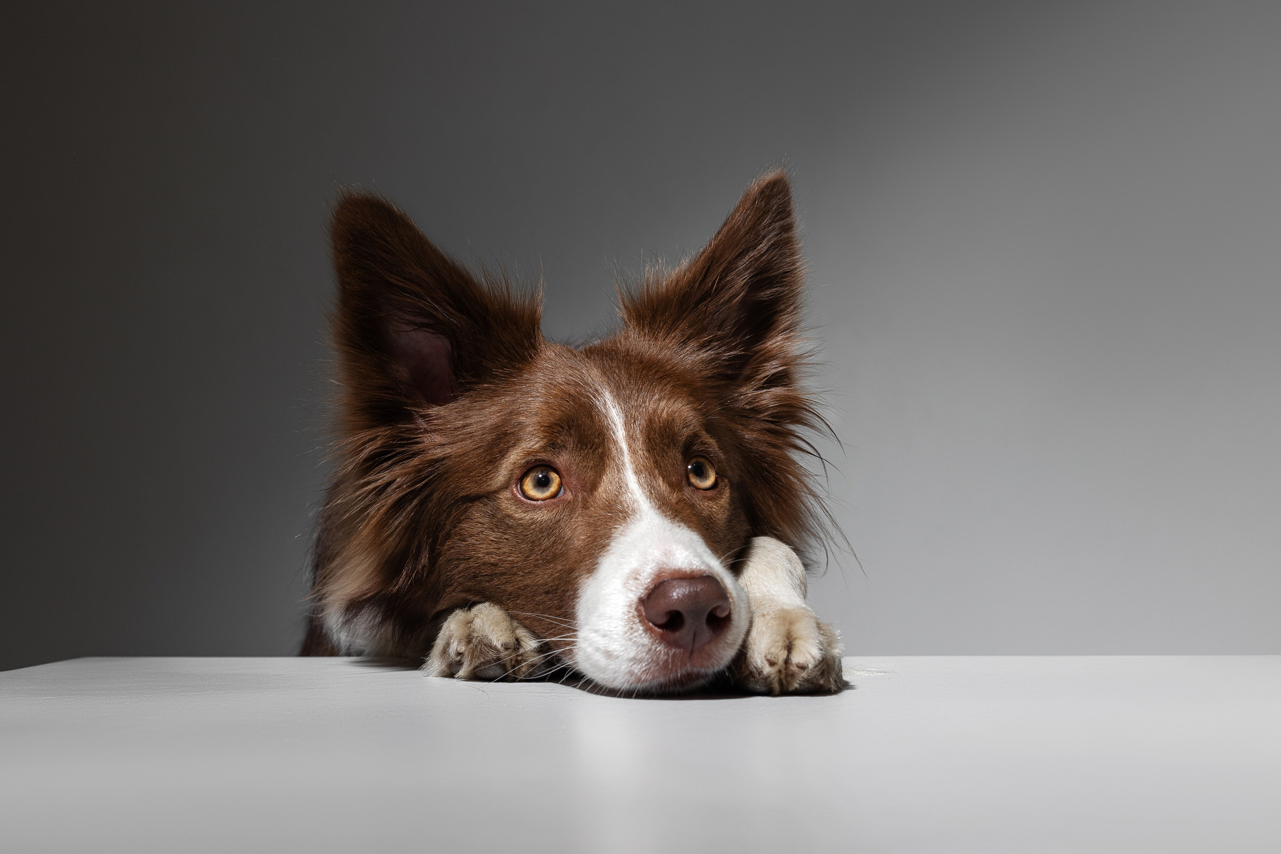 Беатрисс и бордер Вивьен в студии. Фотограф анималист в Москве Майорова Евгения