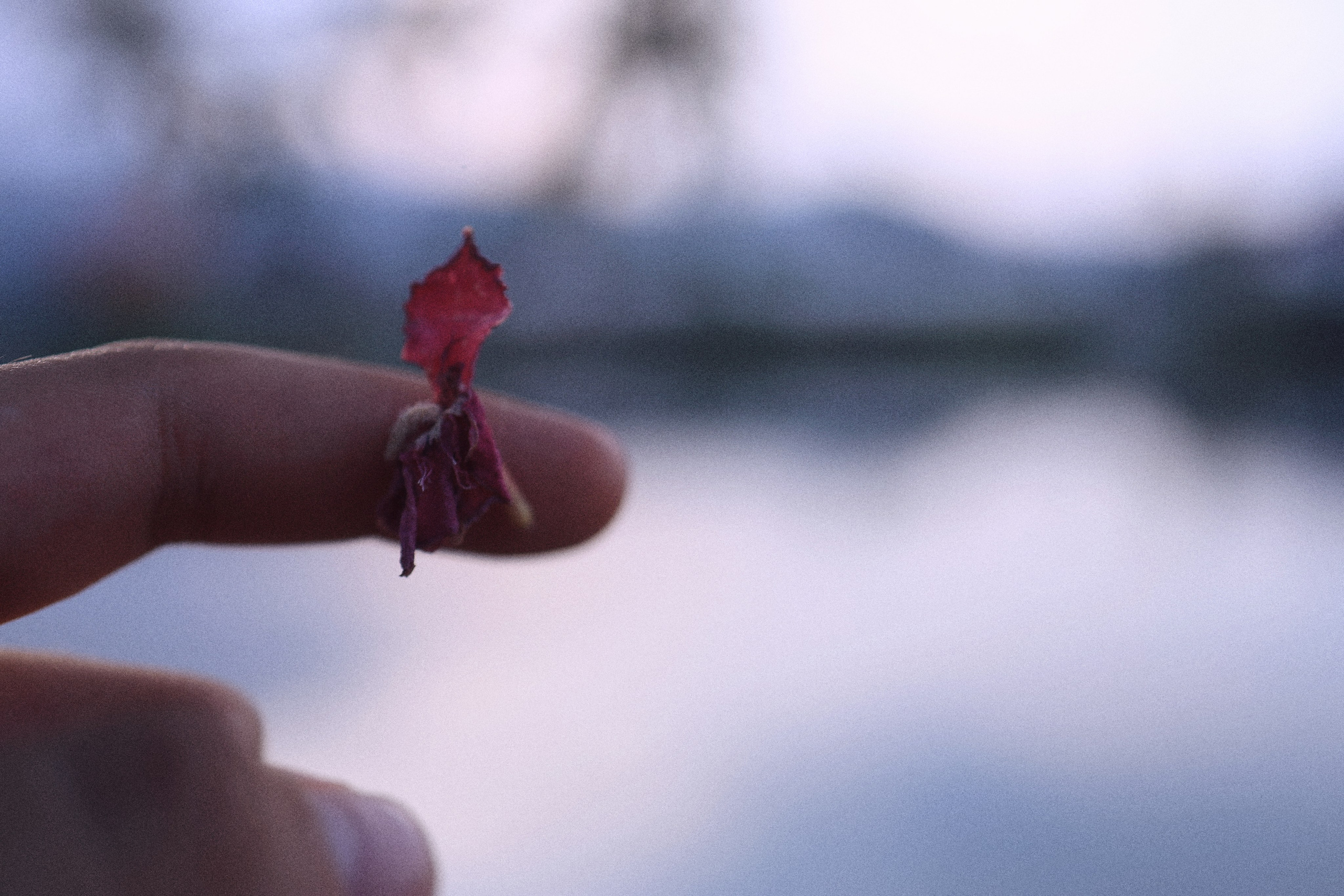 Where my favorite writer lived / Samui 2024. POLINA MÔMOT