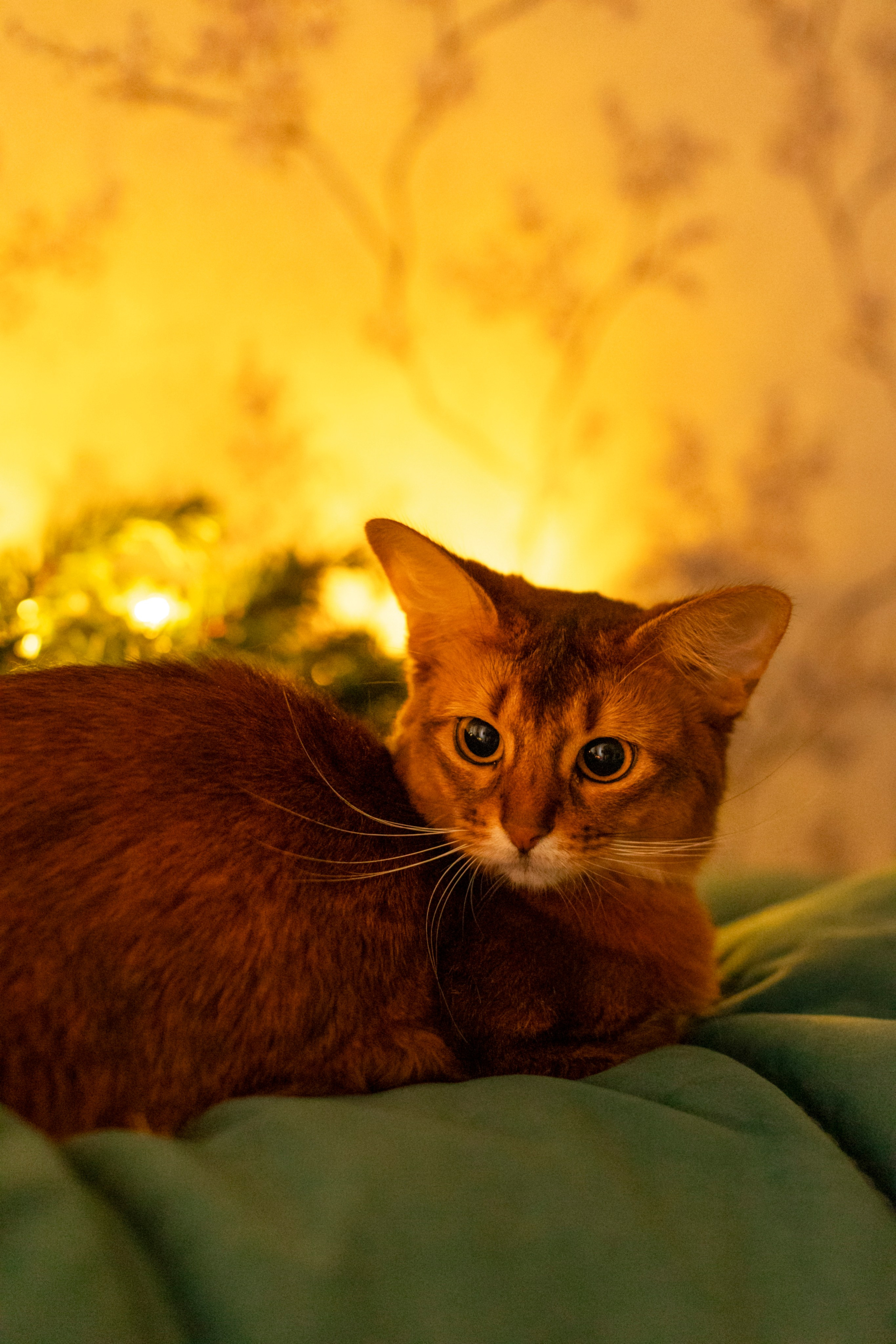 Сомали. Art my Pho