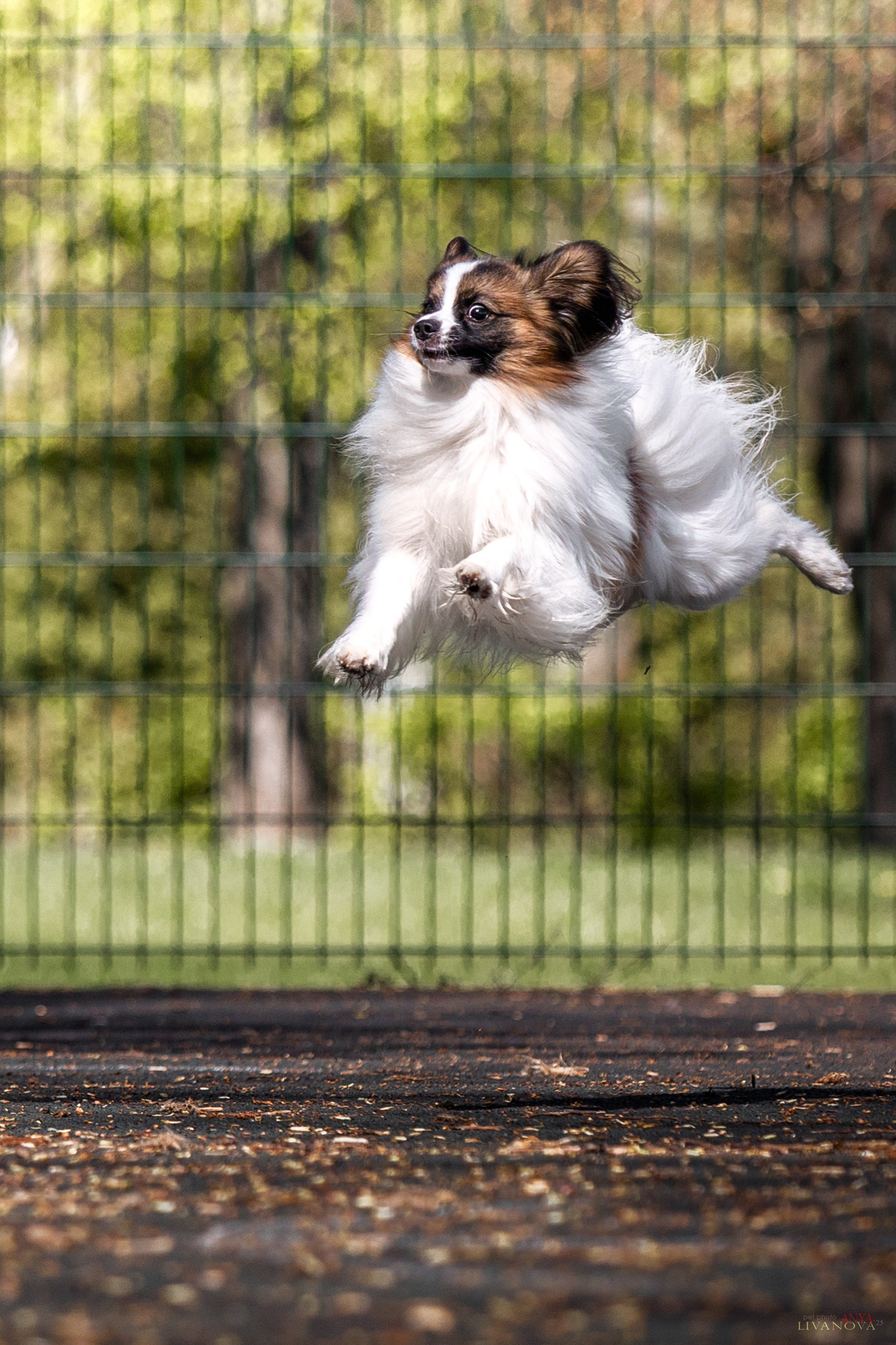 Хьюстон. Фотограф анималист Аня Ливанова | Рыбинск