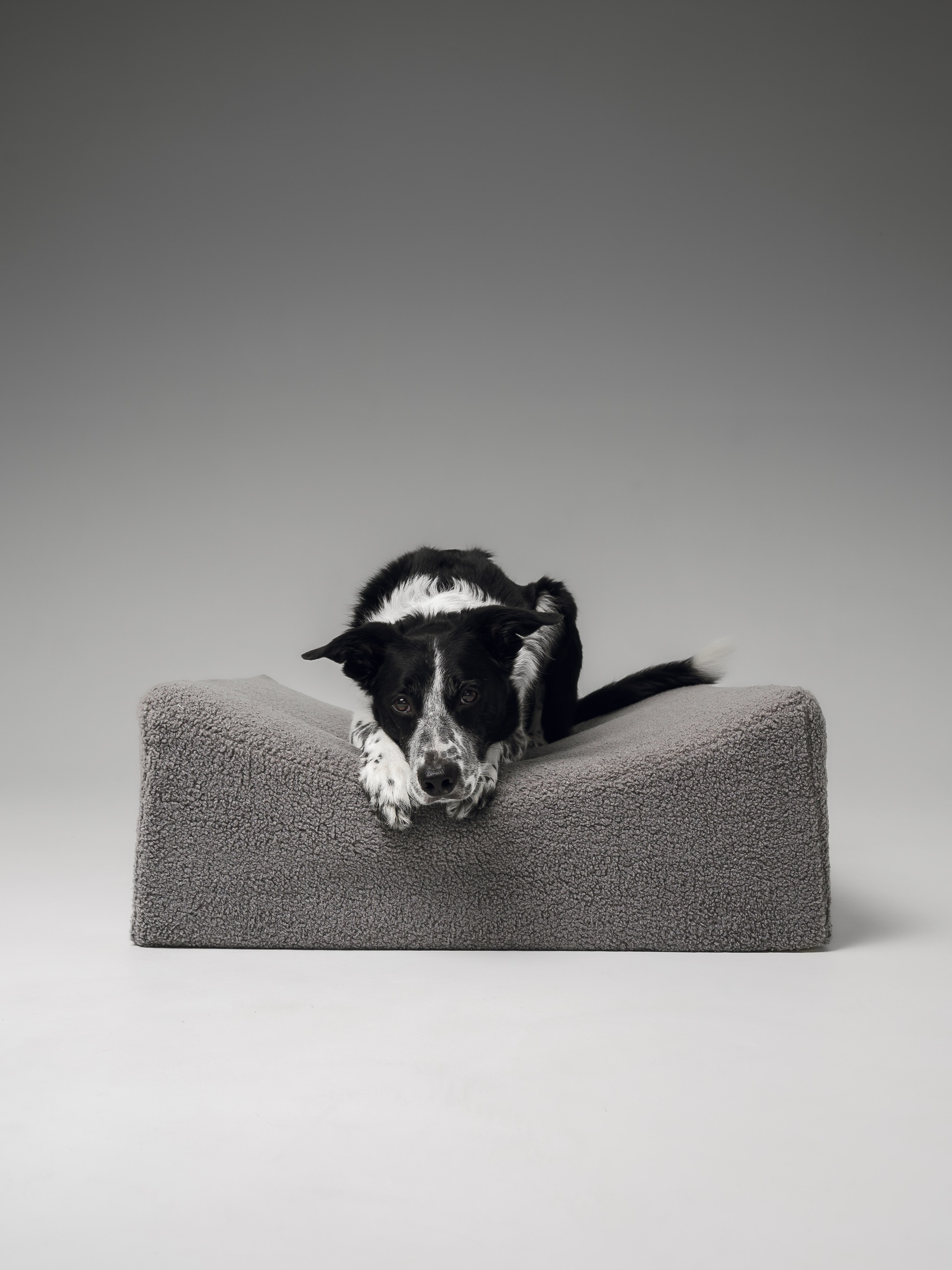 Chilldog. Семейный фотограф анималист Ананьева Мария — Москва