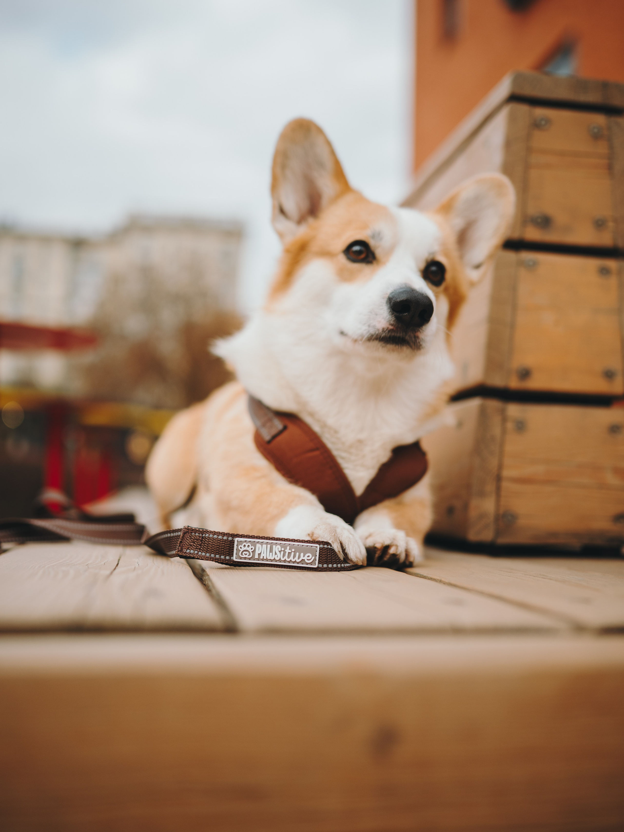 Pawsitive. Семейный фотограф анималист Ананьева Мария — Москва
