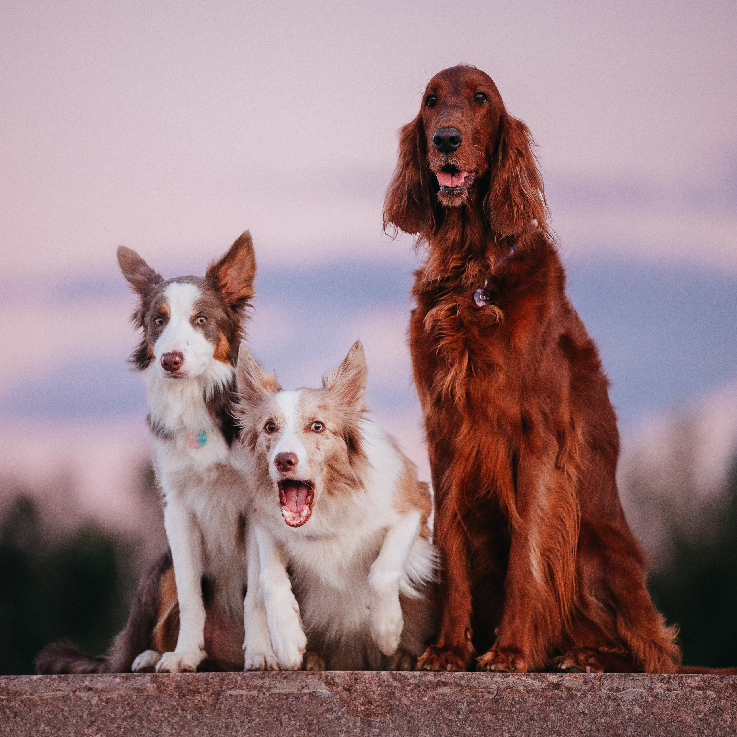 Маша, Лика, Нао и Рафта. Семейный фотограф анималист Ананьева Мария — Москва