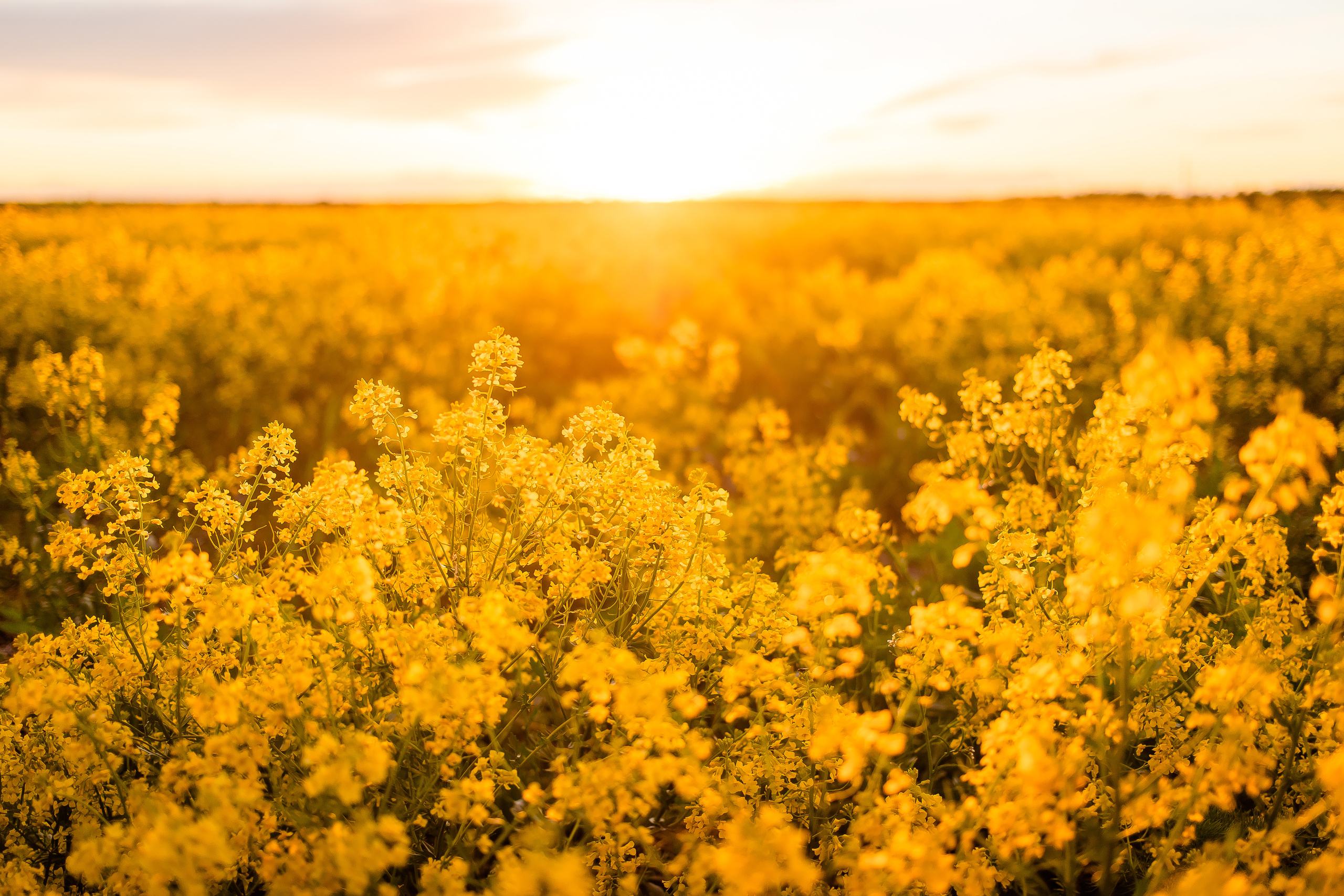 Желтое море. Семейный и свадебный фотограф в Чебоксарах и Новочебоксарске Ирина Юрь