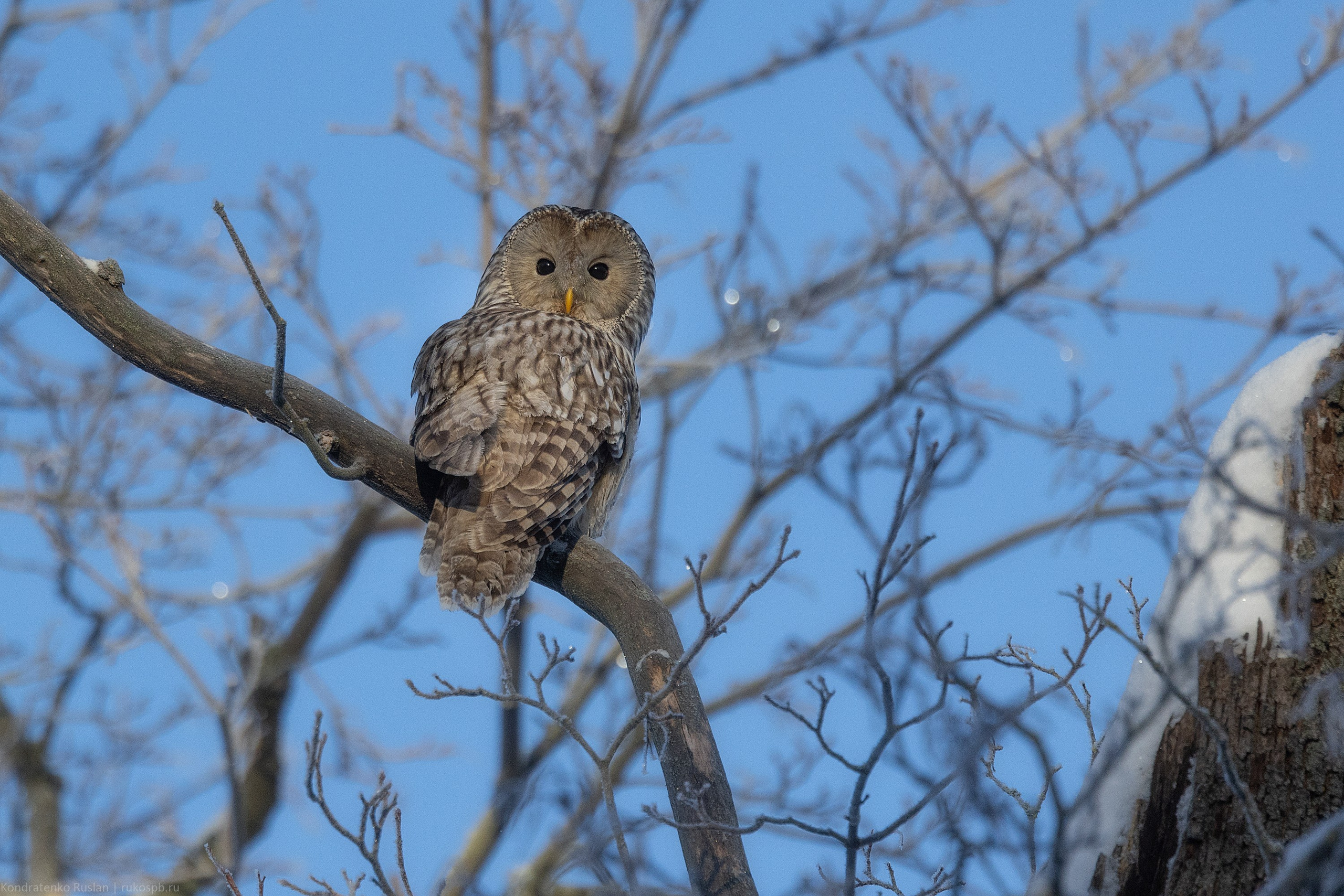 Длиннохвостая неясыть. Архитектурный и пейзажный фотограф Кондратенко Руслан, Санкт-Петербург