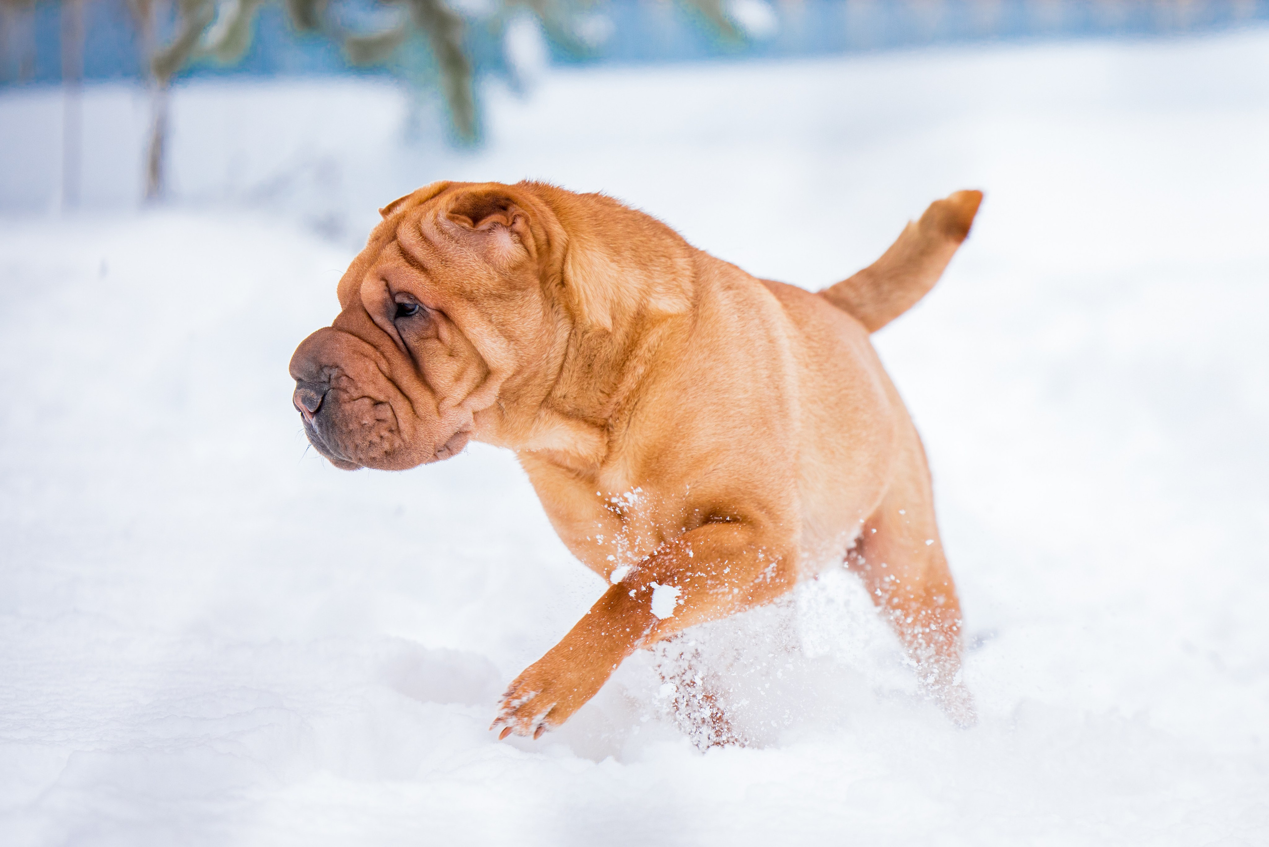 В гостях у шарпеев 16.01.2024. Фотограф-анималист Юлия Германика