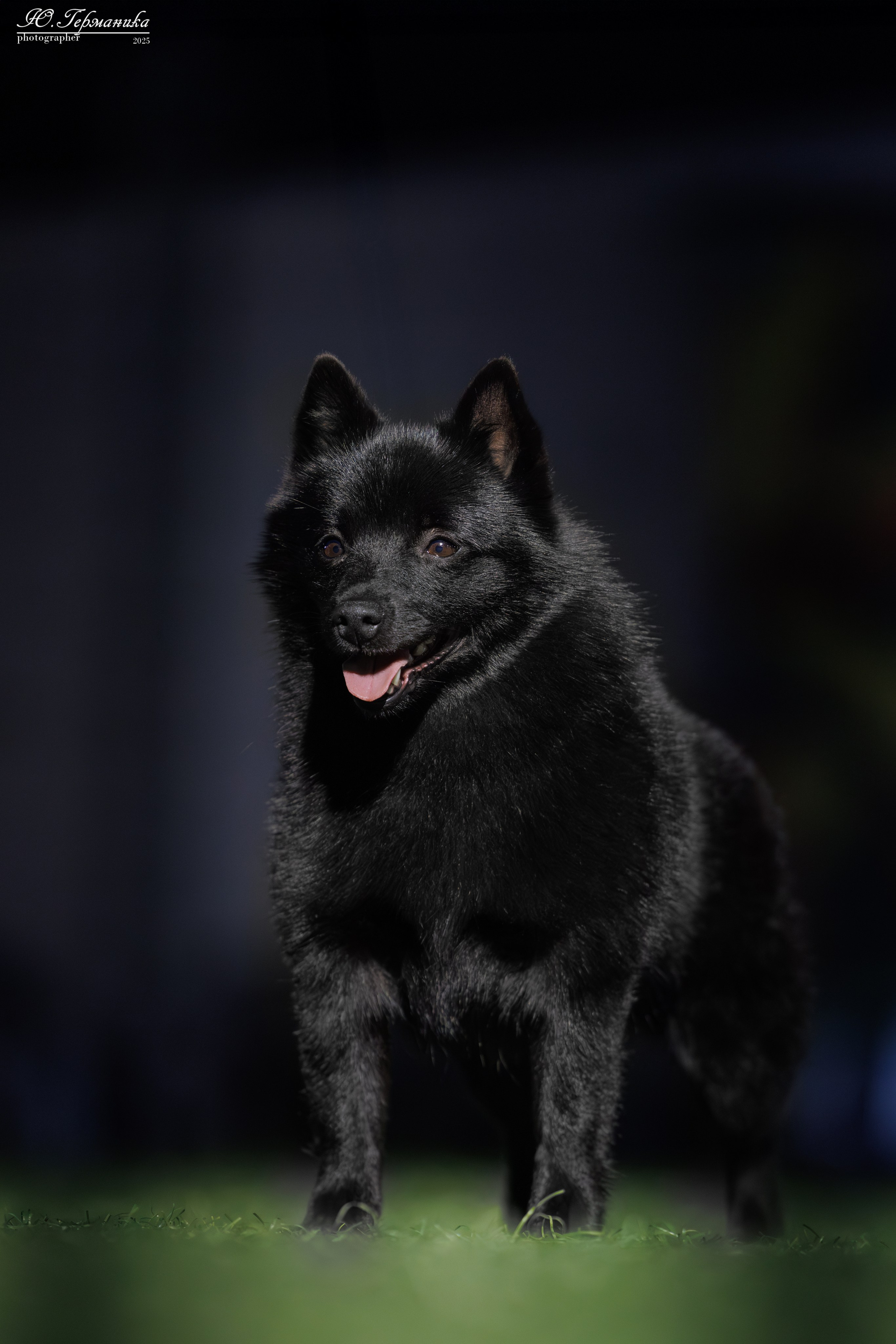 Калининград 25-27.07 Волгоград 1-3.08 2025. Фотограф-анималист Юлия Германика