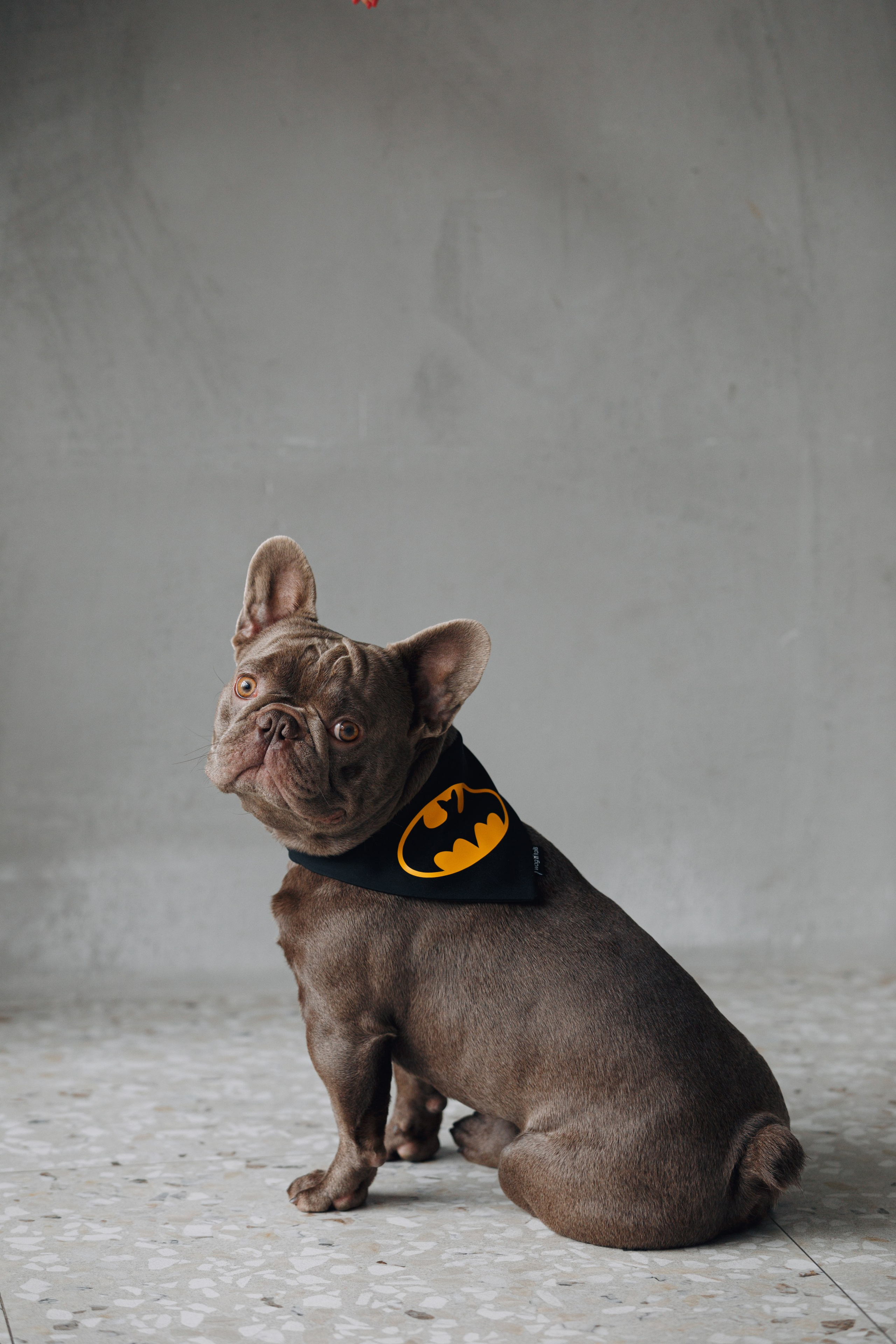 Wag'n'tails аксессуары для животных. Фотограф анималист Кристина Карпова, Москва