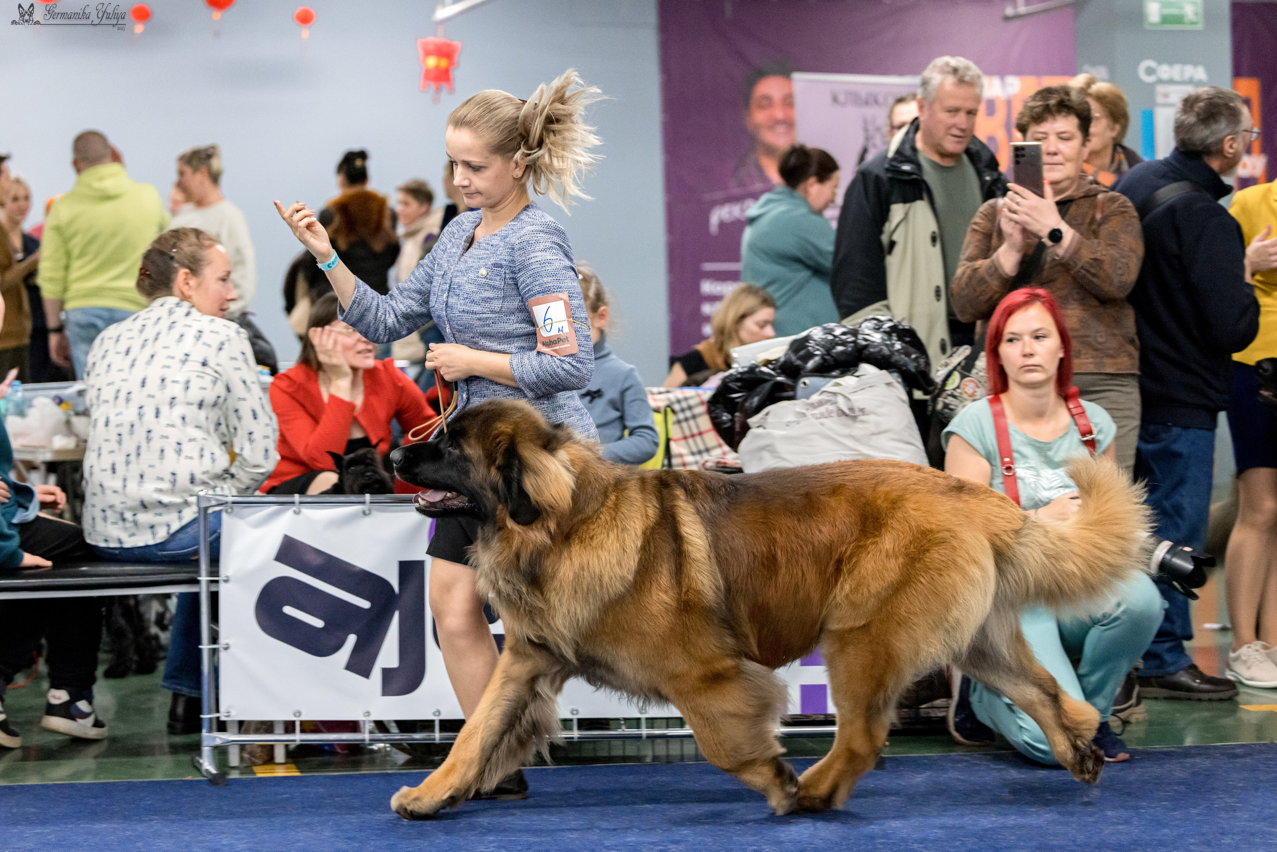 Сфера 29.10,Крокус 4.11,Сфера 12.11.2023. Фотограф-анималист Юлия Германика