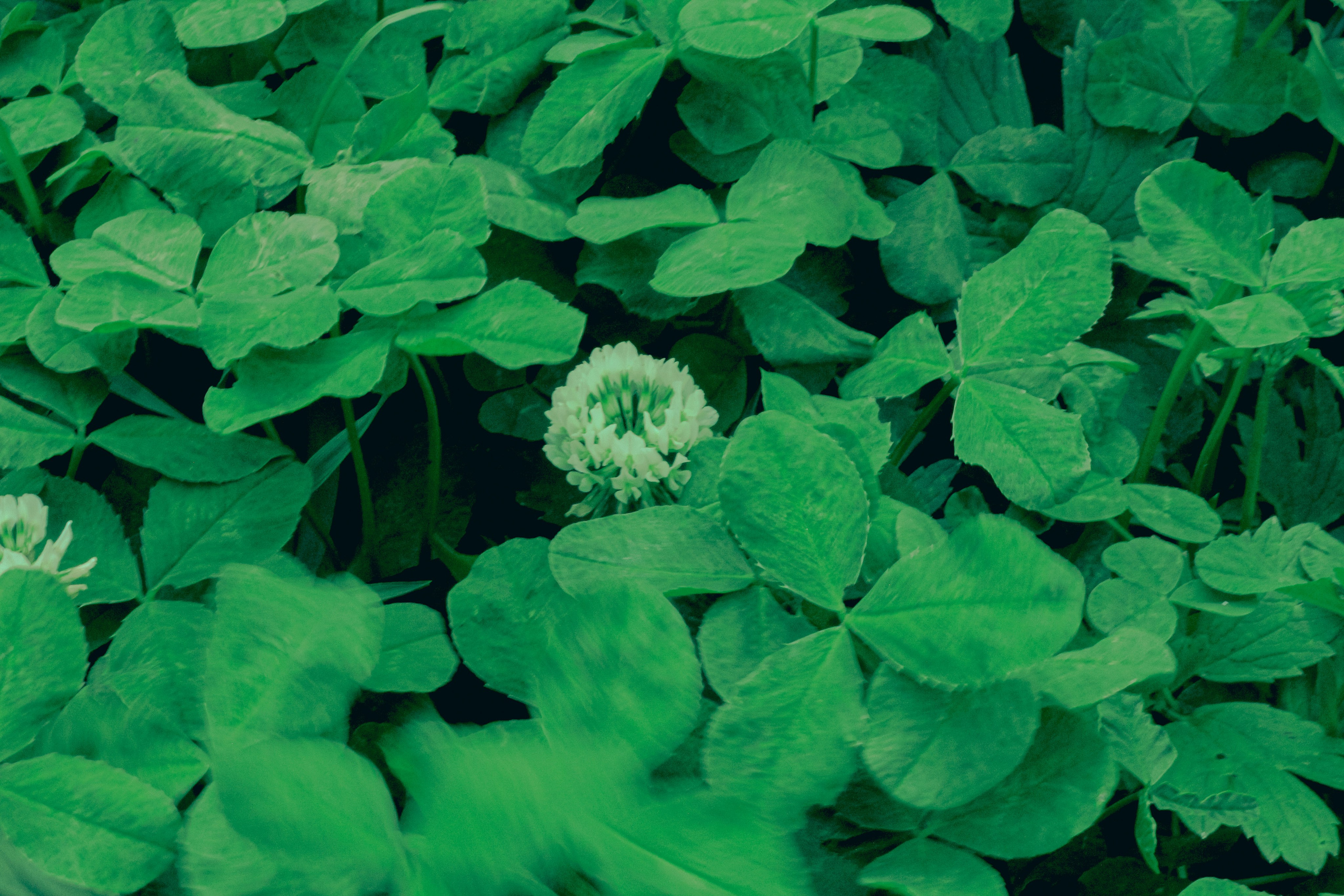 Природа. Фотограф Москва, портрет, стрит, репортаж. Художественная фотосессия