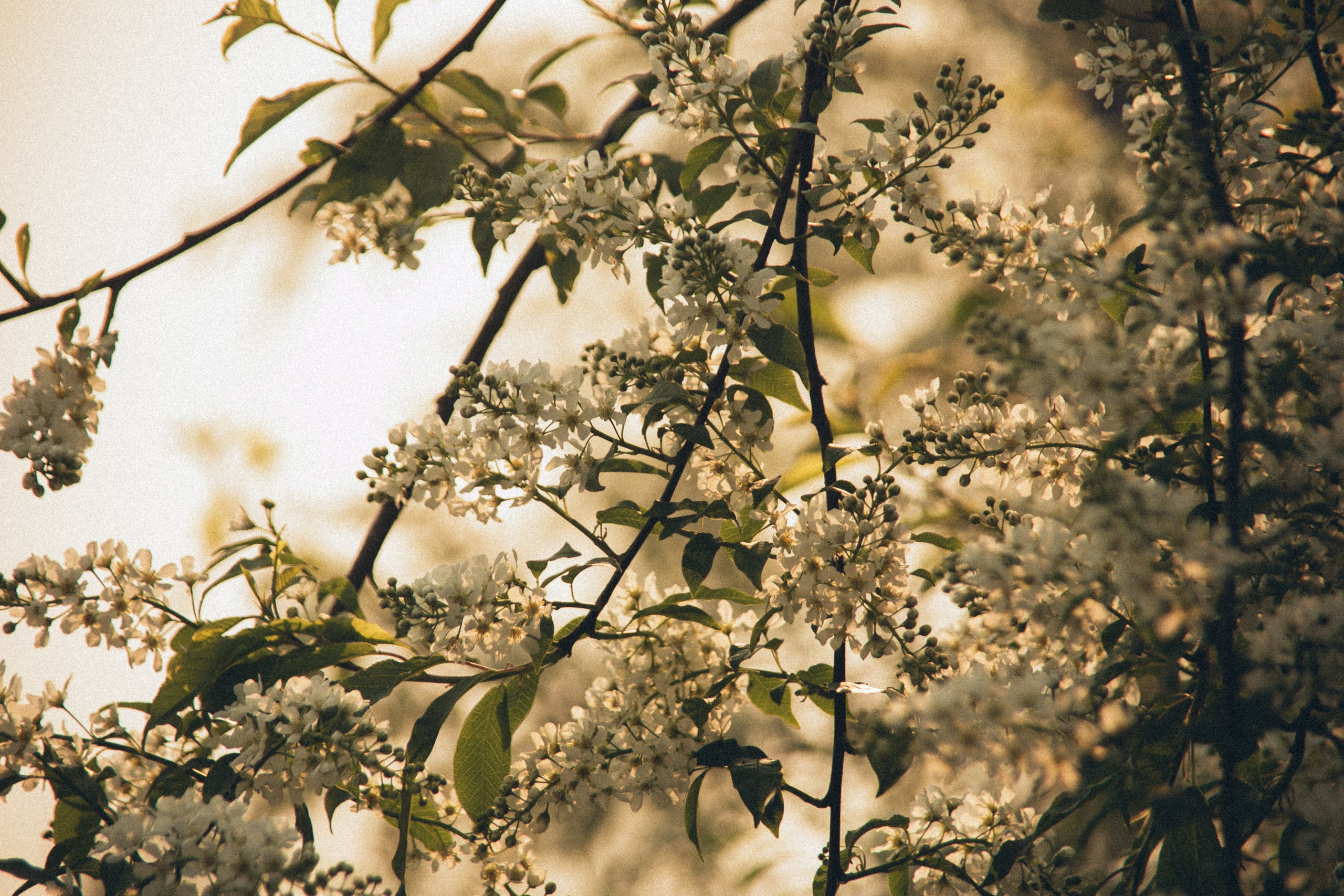 Природа. Darinishna Фэнтези-фотограф Хабаровск