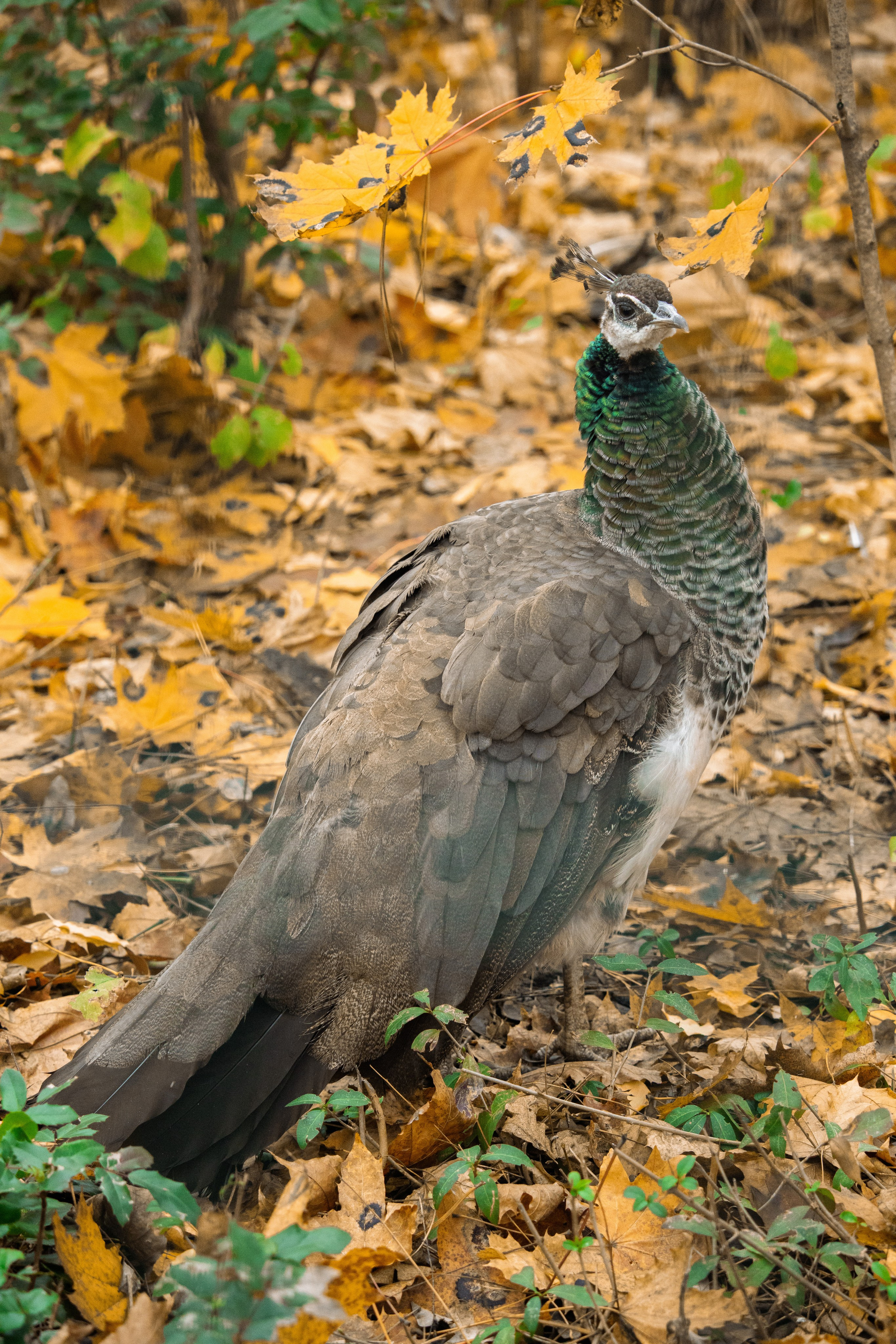 Животные. 35 мм