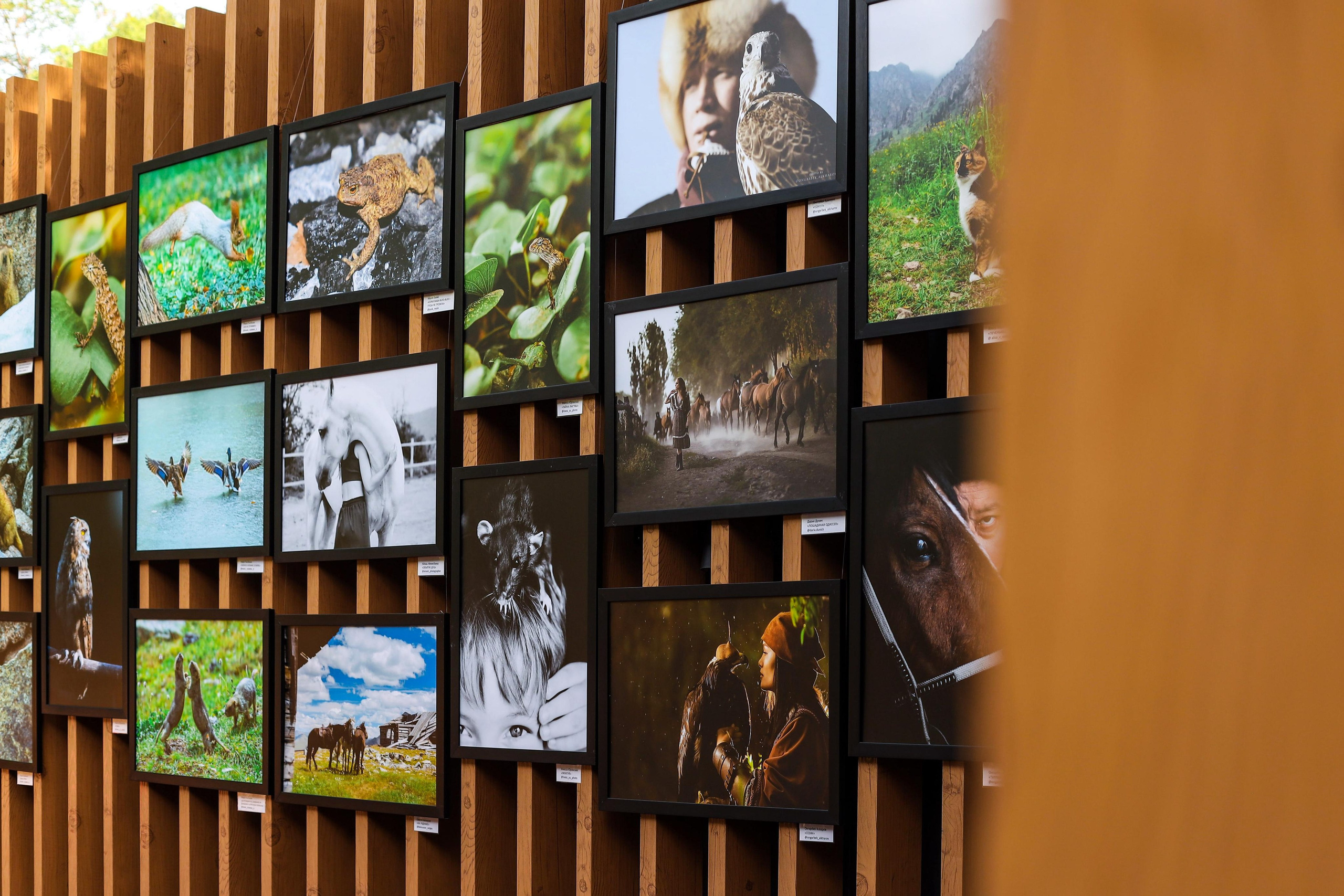 Выставки. Семейный и детский фотограф в Алматы Юровских Инесса