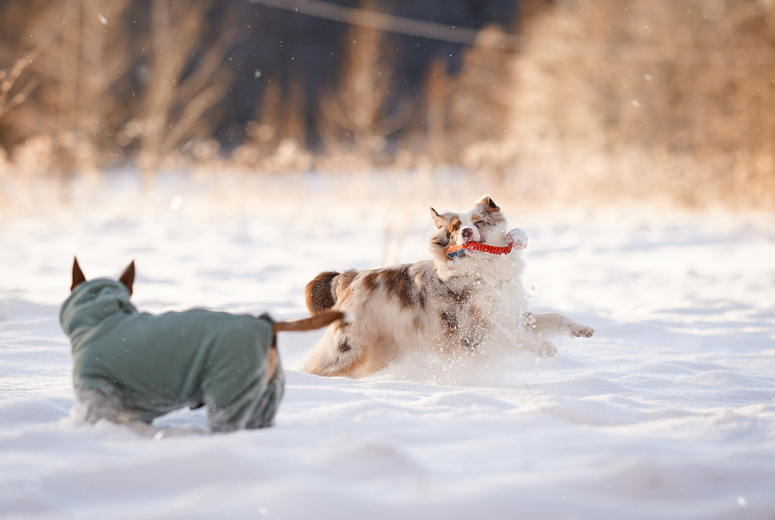 Панда и Юни Карелия. Фотограф-анималист в Санкт-Петербурге Яна Мартынова