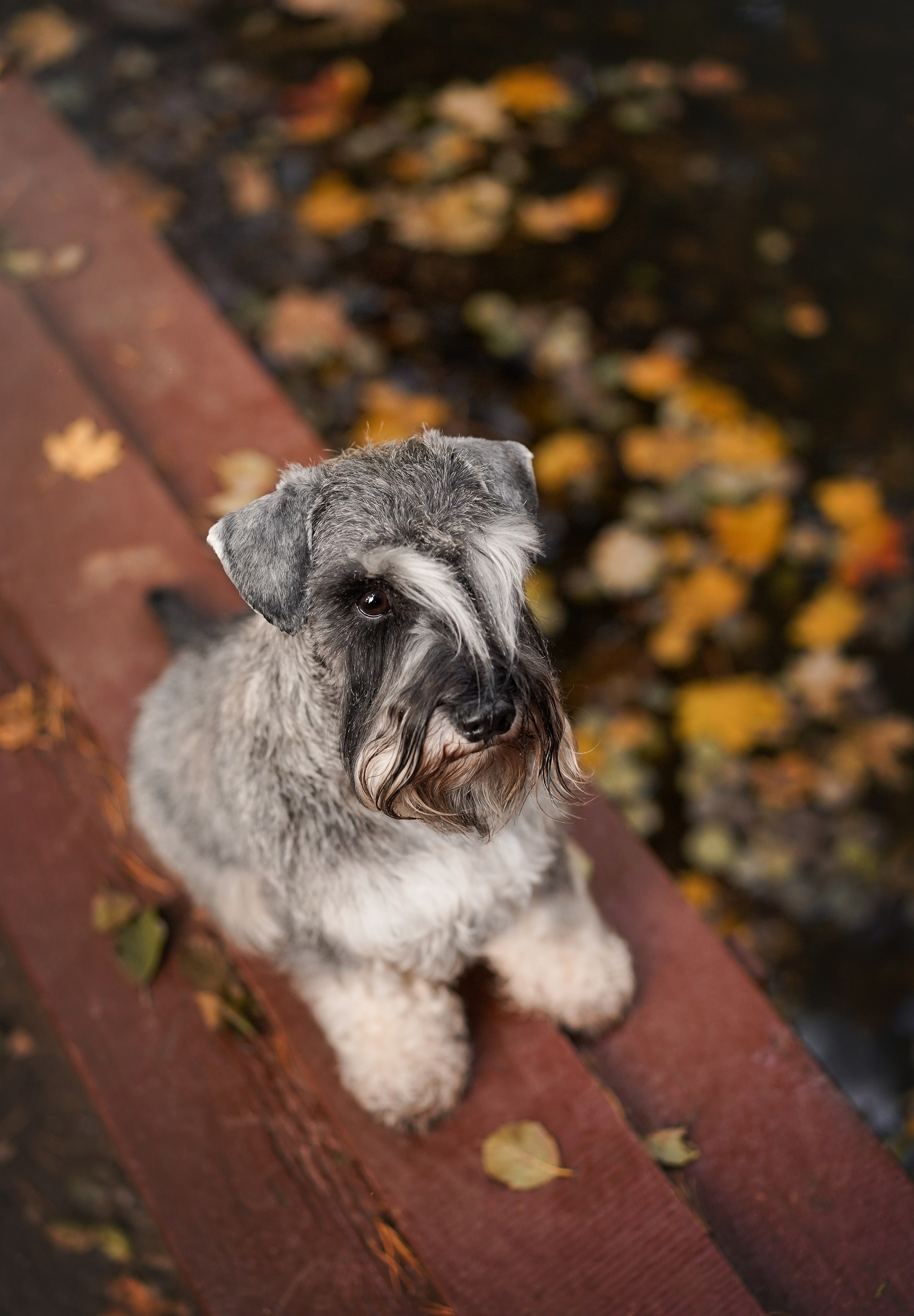 Даша Никита и Бенчи. Фотограф-анималист в Санкт-Петербурге Яна Мартынова