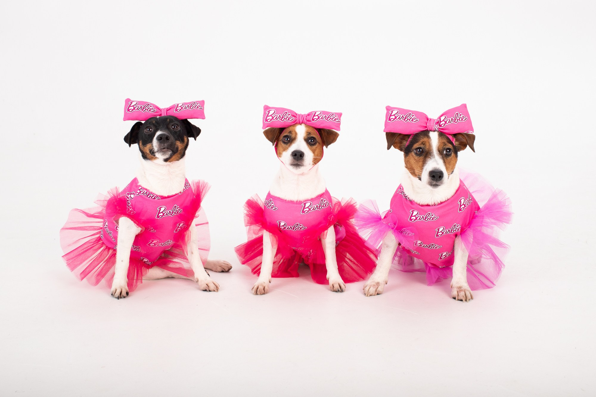 Съёмка бренда одежды для собак. Репортажный, промышленный и маркетплейс-фотограф Дмитрий Чернат