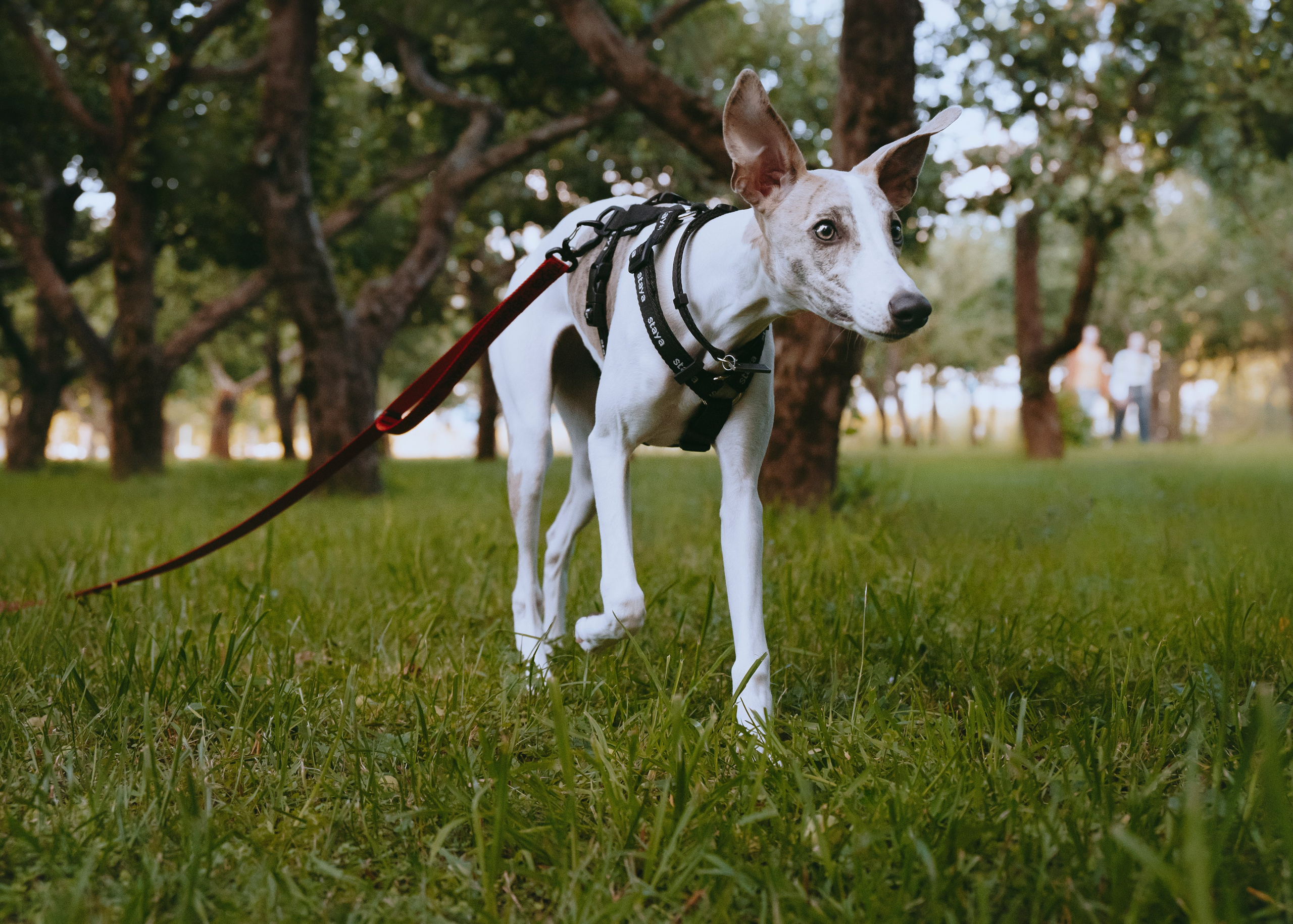 Ветка. Фотограф- анималист Александра Матвеева