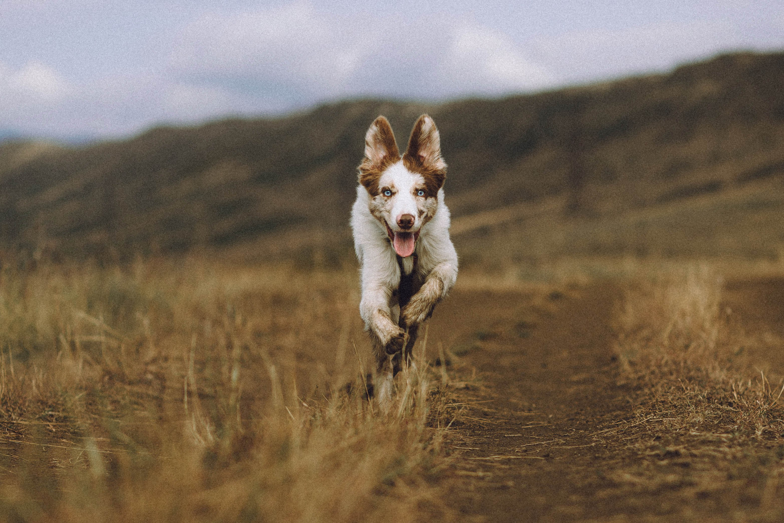 Оля, Саша и Айко