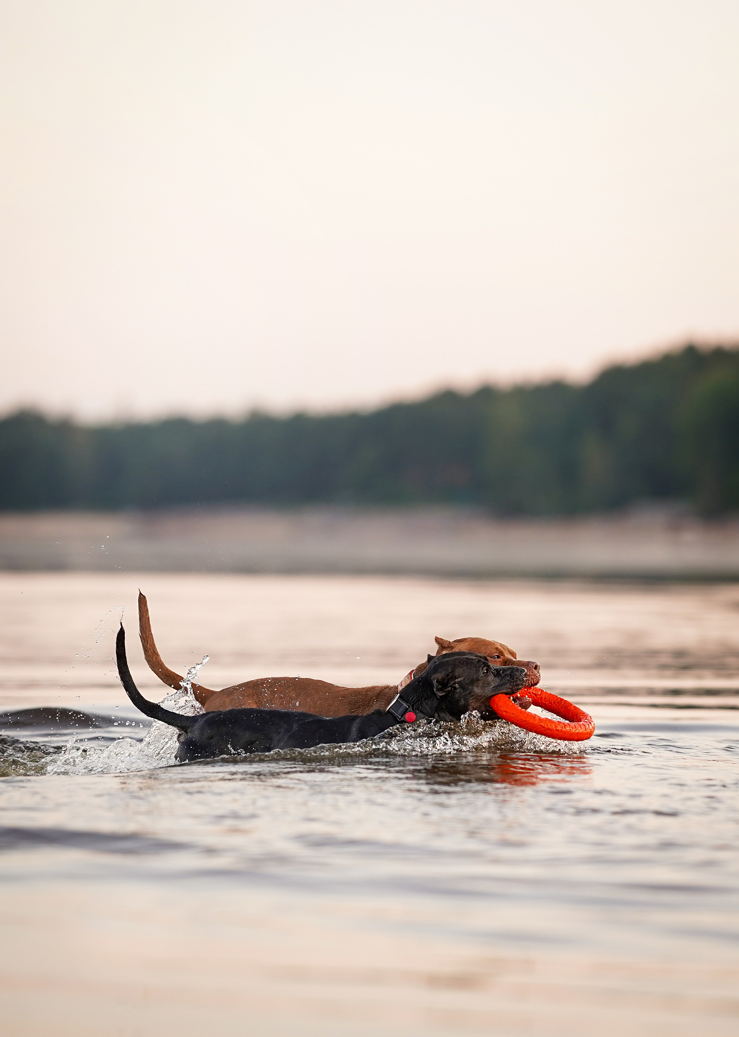 Татьяна Изи и Джем. Фотограф-анималист в Санкт-Петербурге Яна Мартынова