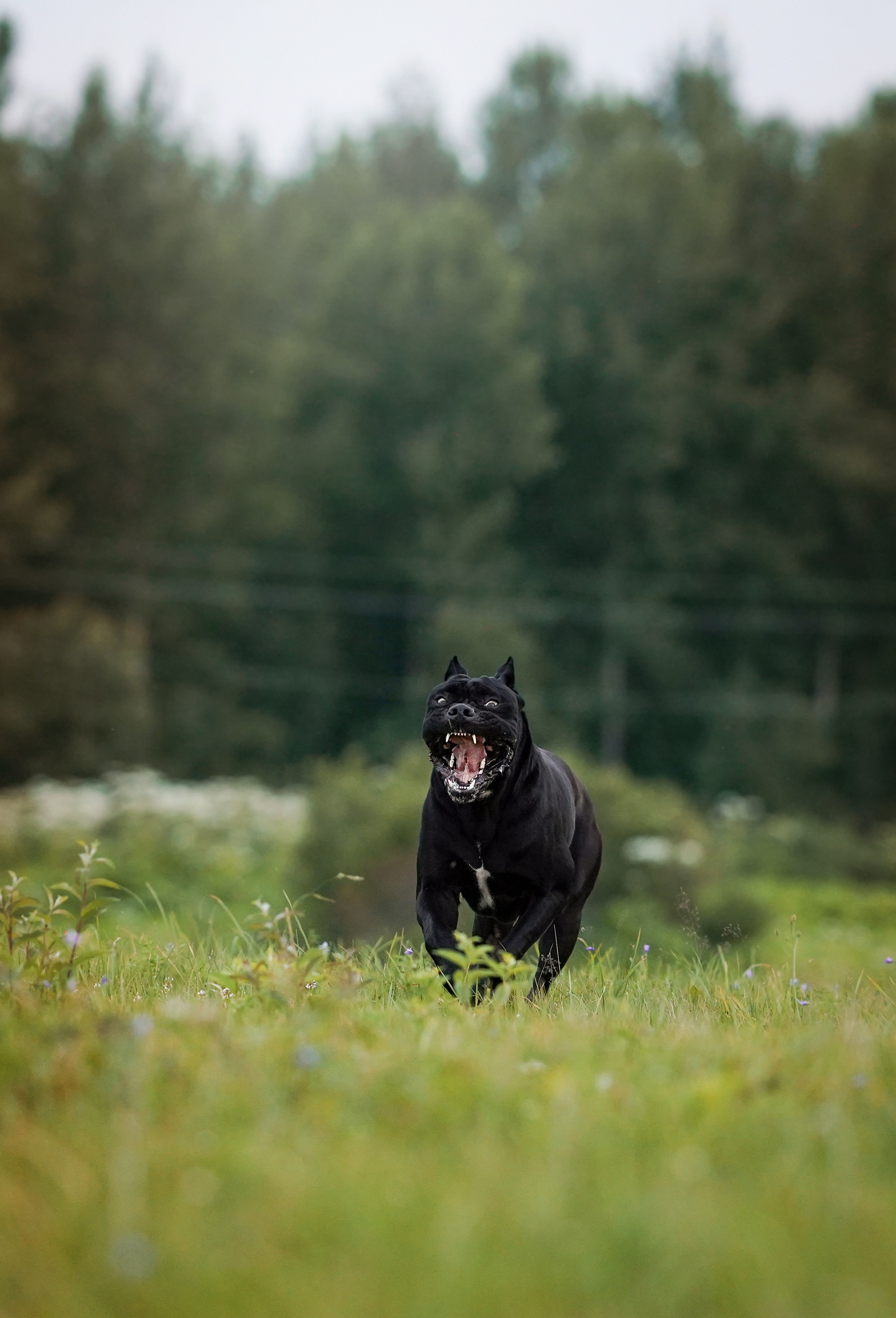 Юлия Костя и Виннер. Фотограф-анималист в Санкт-Петербурге Яна Мартынова