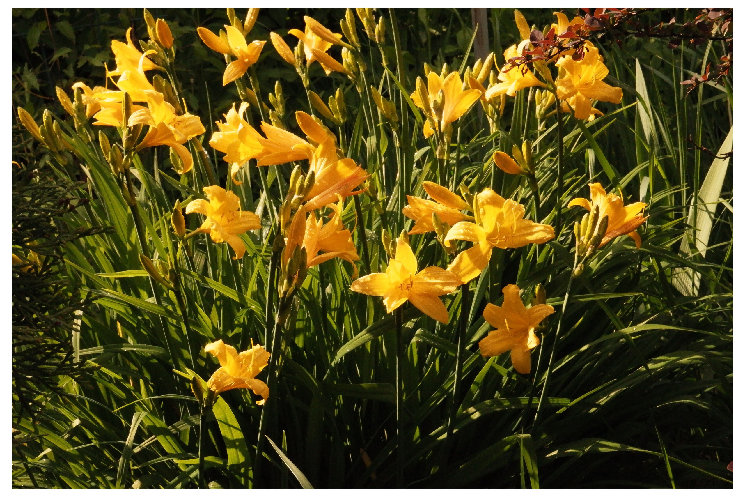 KALUGA. ANNA — PHOTOGRAPHER