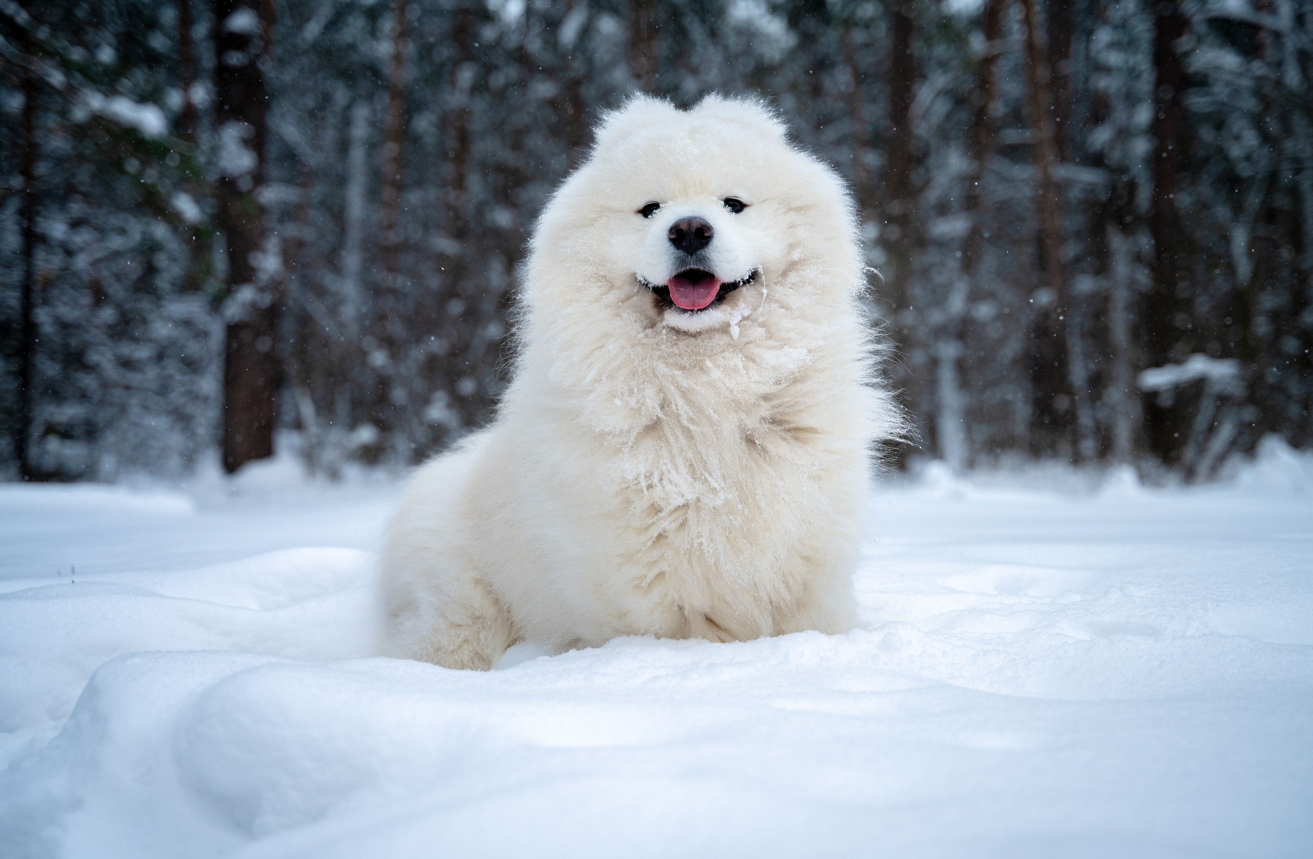 Прогулка с собакой. Зима, лес, Москва. Vadim Nevenglovskii Фотограф в разных жанрах