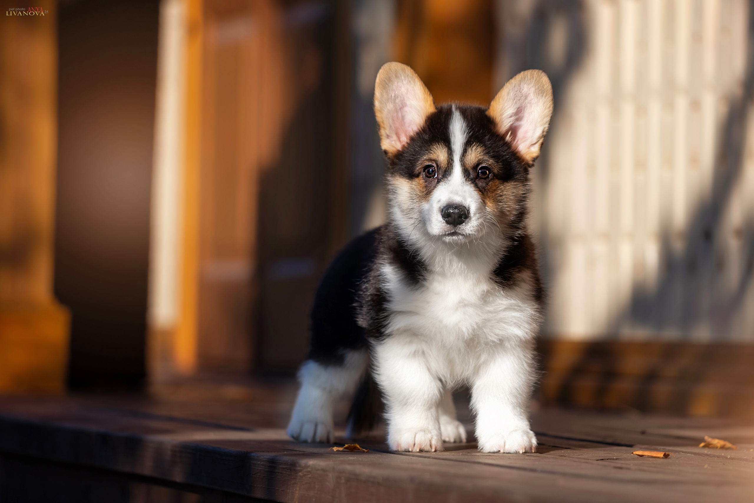 Коржики. Фотограф анималист Аня Ливанова | Рыбинск
