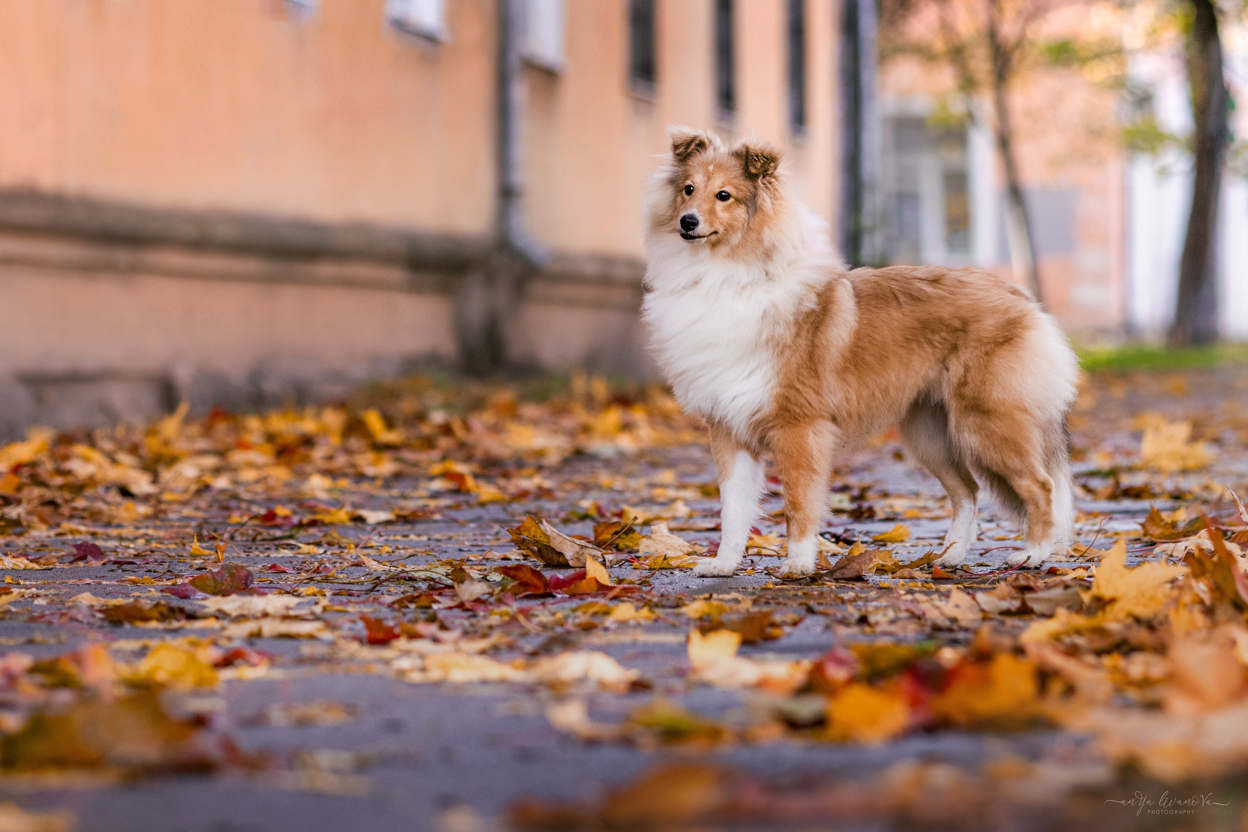 Бетти. Фотограф анималист Аня Ливанова | Рыбинск