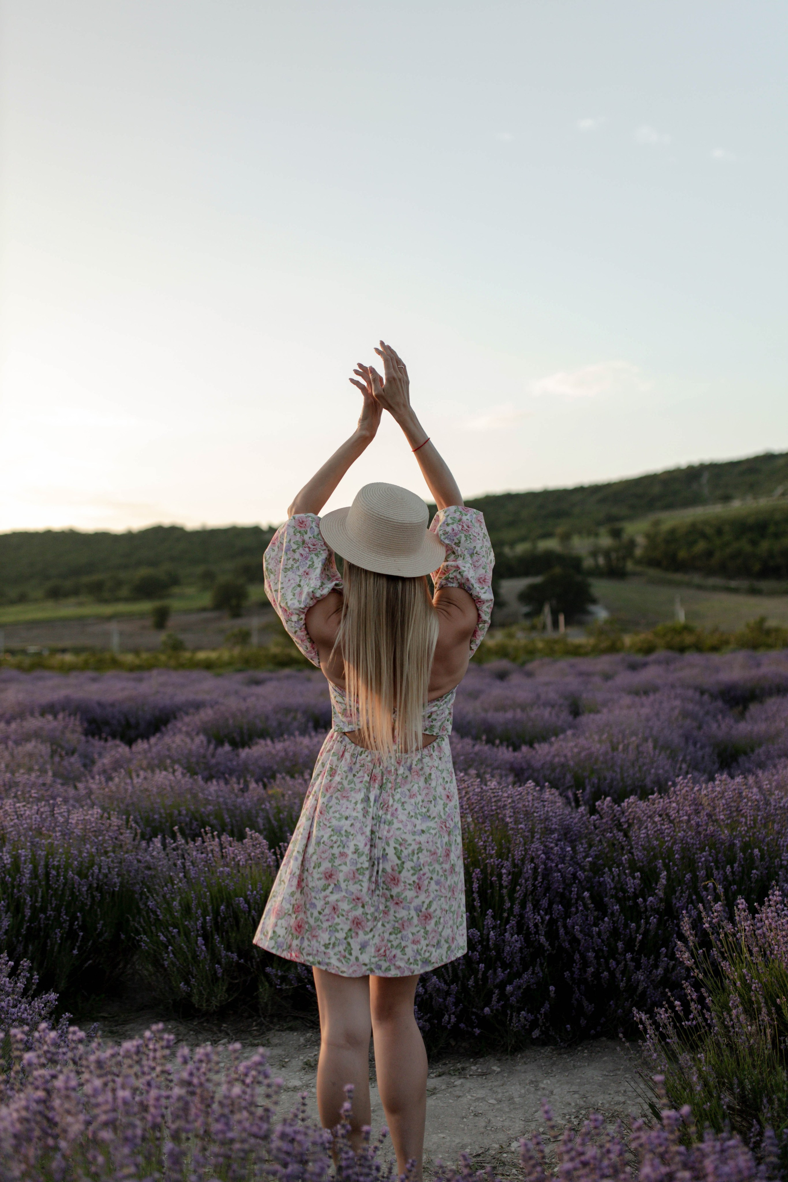 Лаванда. Фотограф Трифон Мира