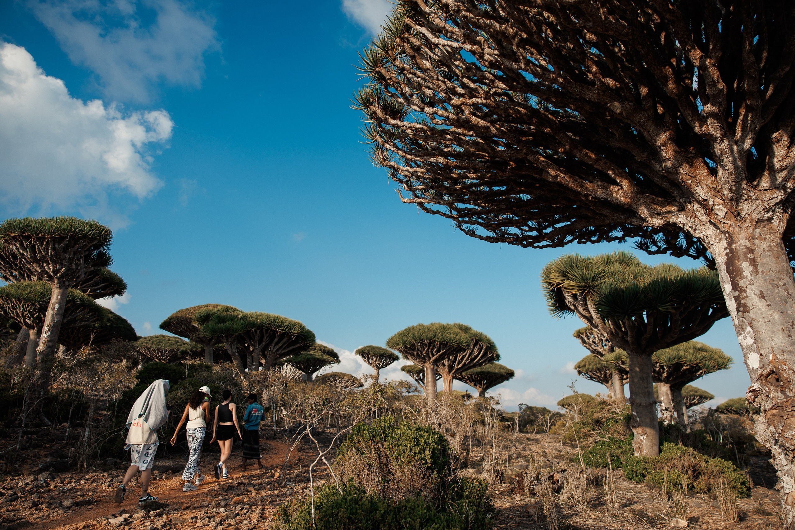 Socotra