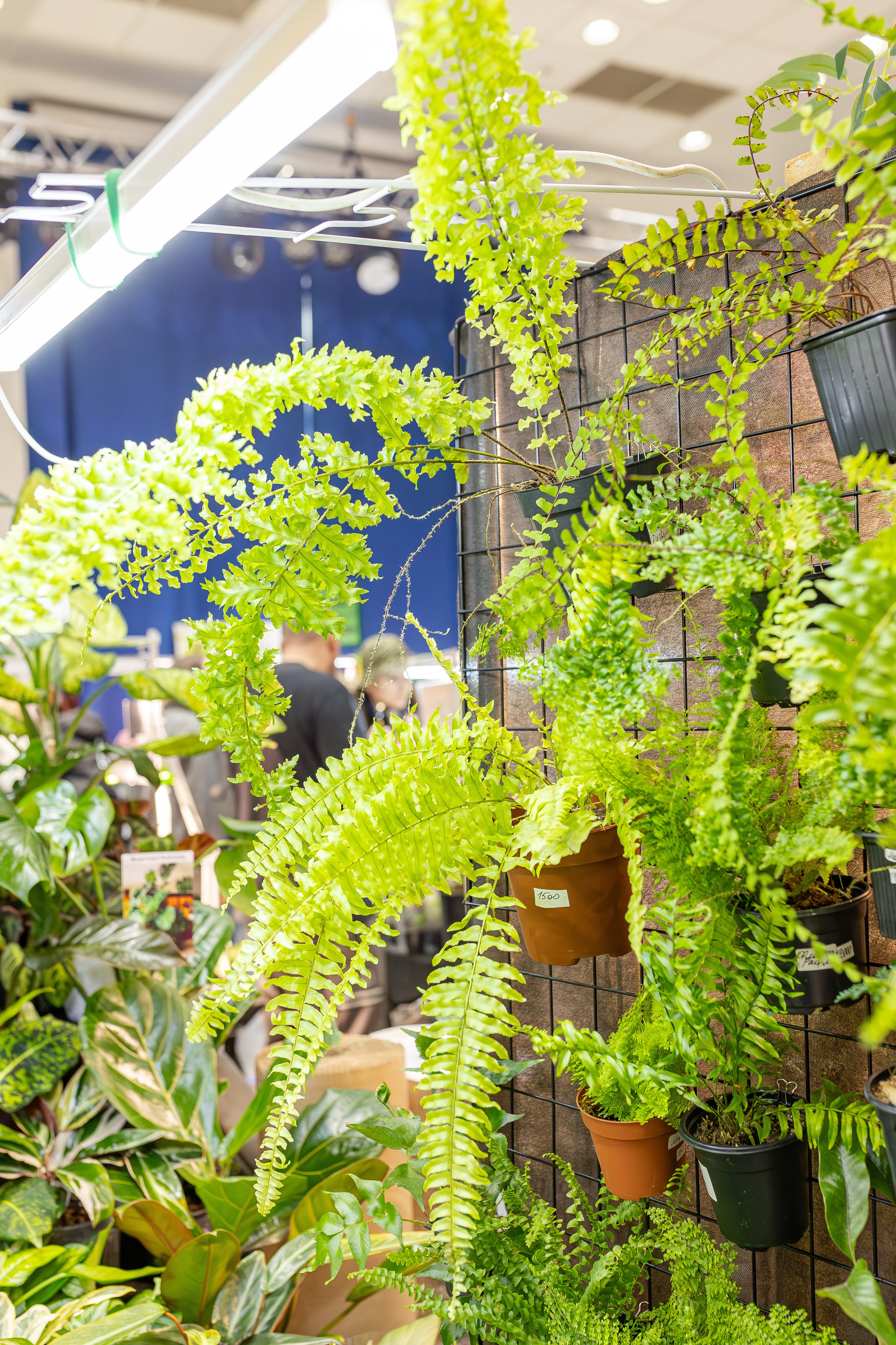 Монстериум апрель 2026. Александра Куликова фотограф, Москва