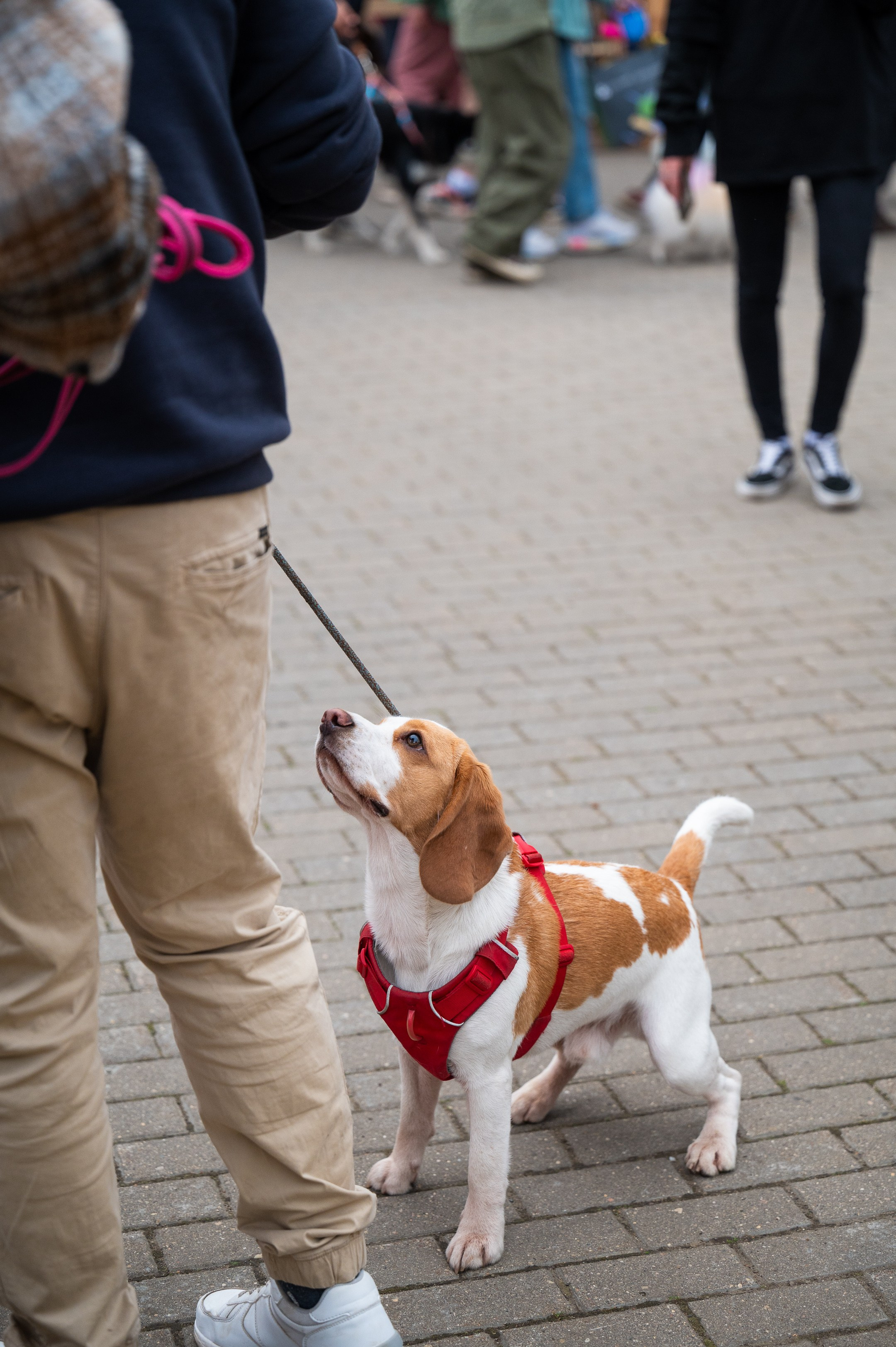 4lapy fest 2025. Photographer in Moscow Anna Chistiakova