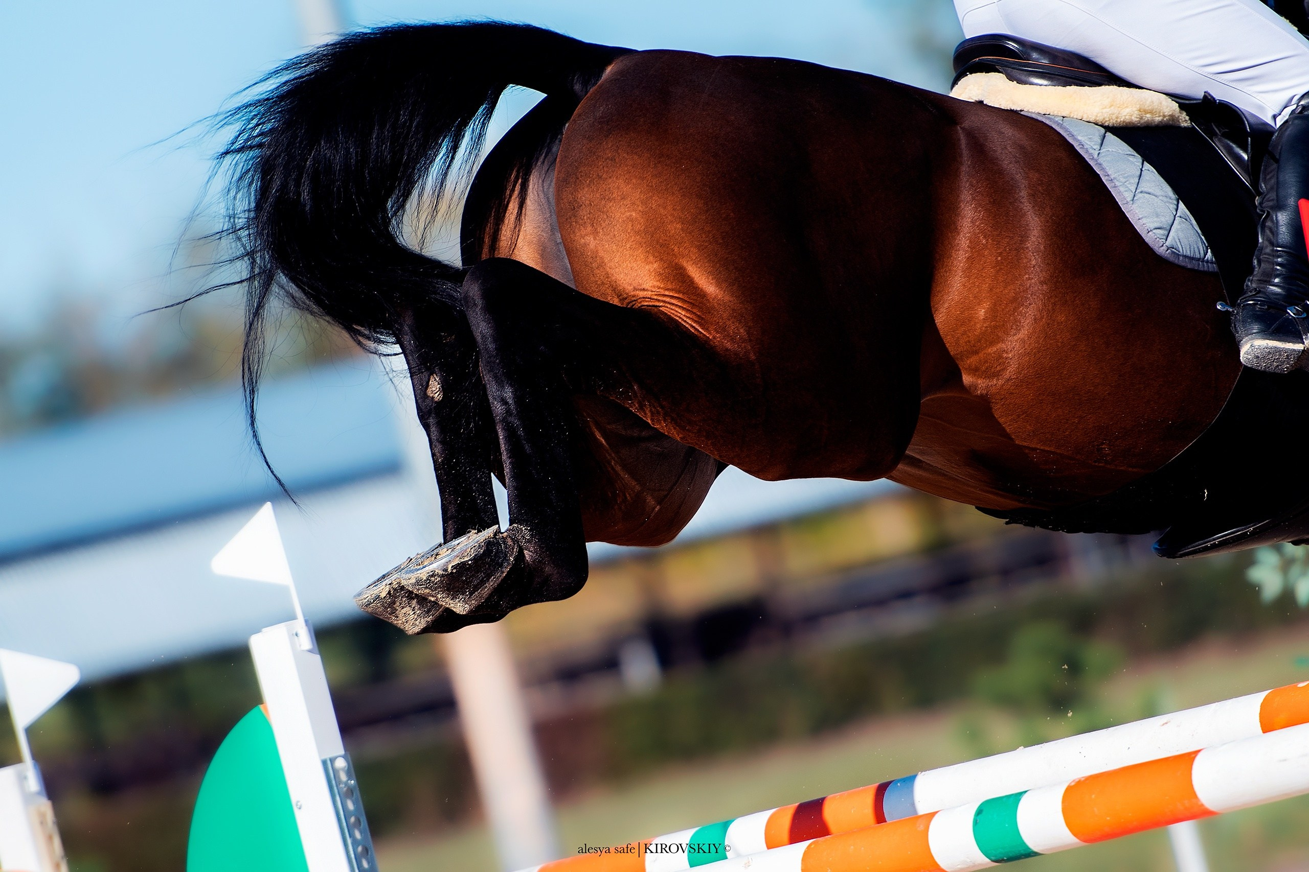 Кировский конный завод. Конный фотограф Alesya Safe