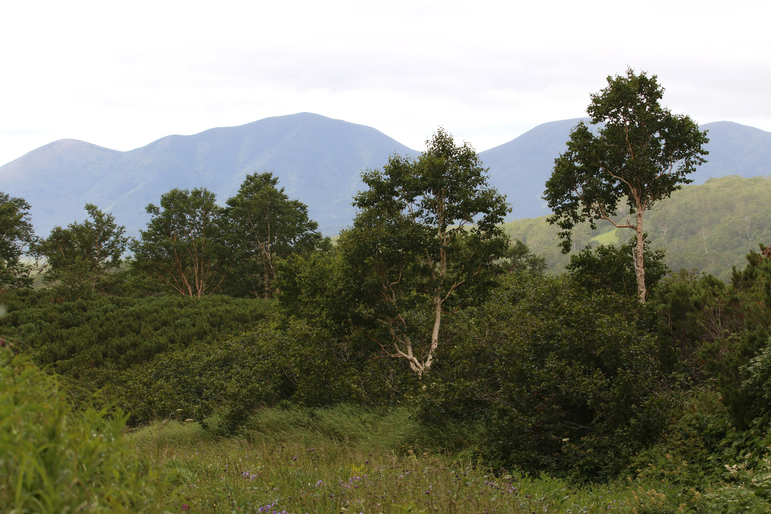 Камчатка и о. Парамушир. Июль 2024. Путешественник-фотограф из Санкт-Петербурга Татьяна Свистулина