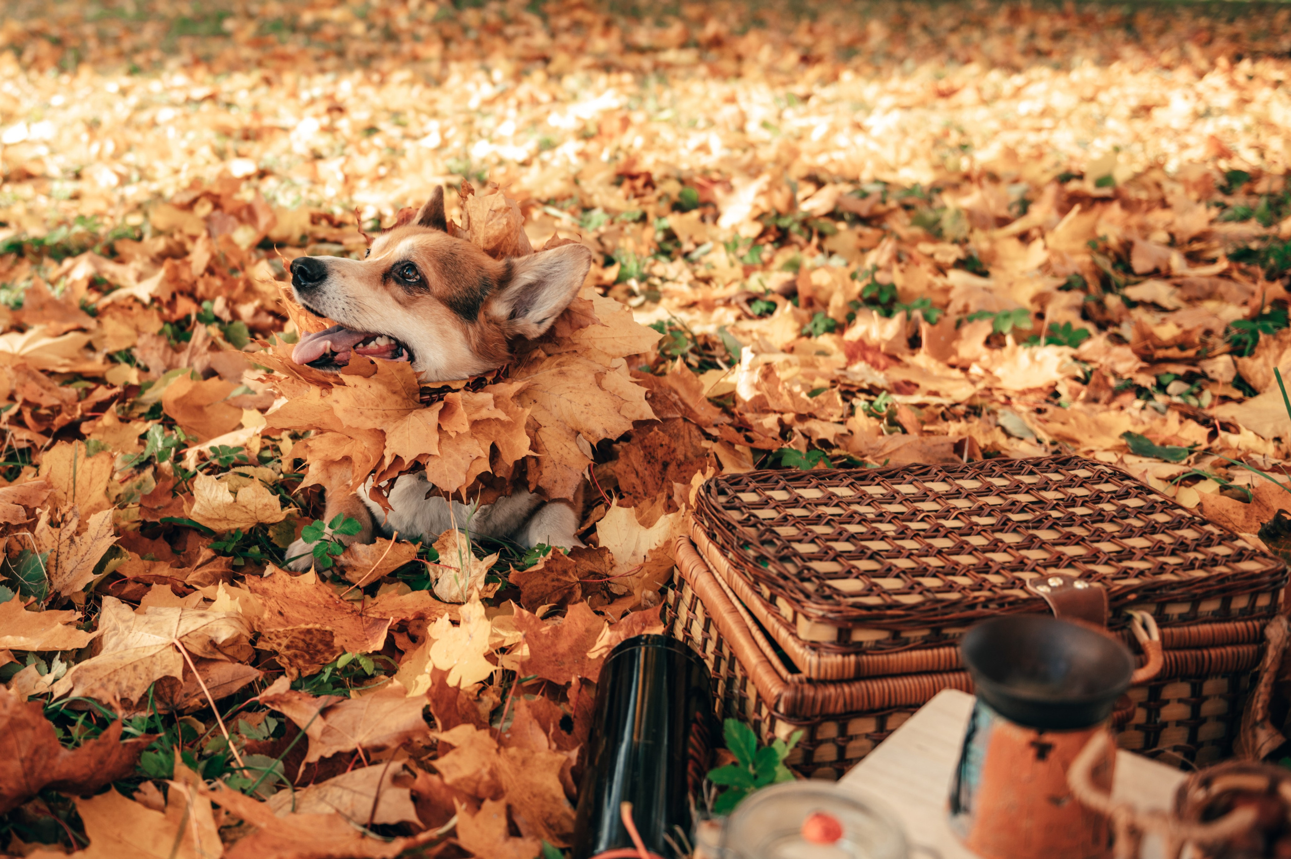 Все краски осени. Свадебный и семейный фотограф София Невская