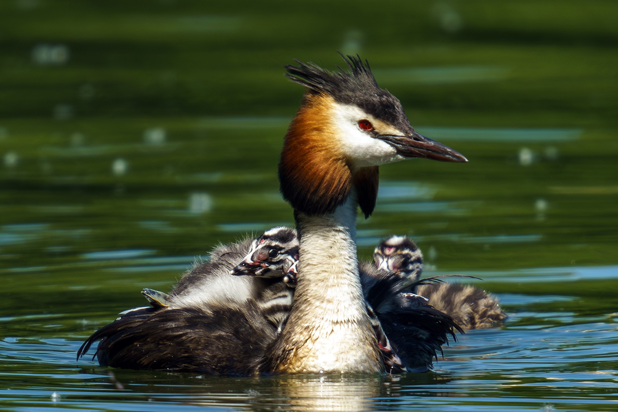 Удивительные мир птиц. Вокруг нас столько прекрасного — присмотритесь!. Ваш личный фотограф Марина Волкова