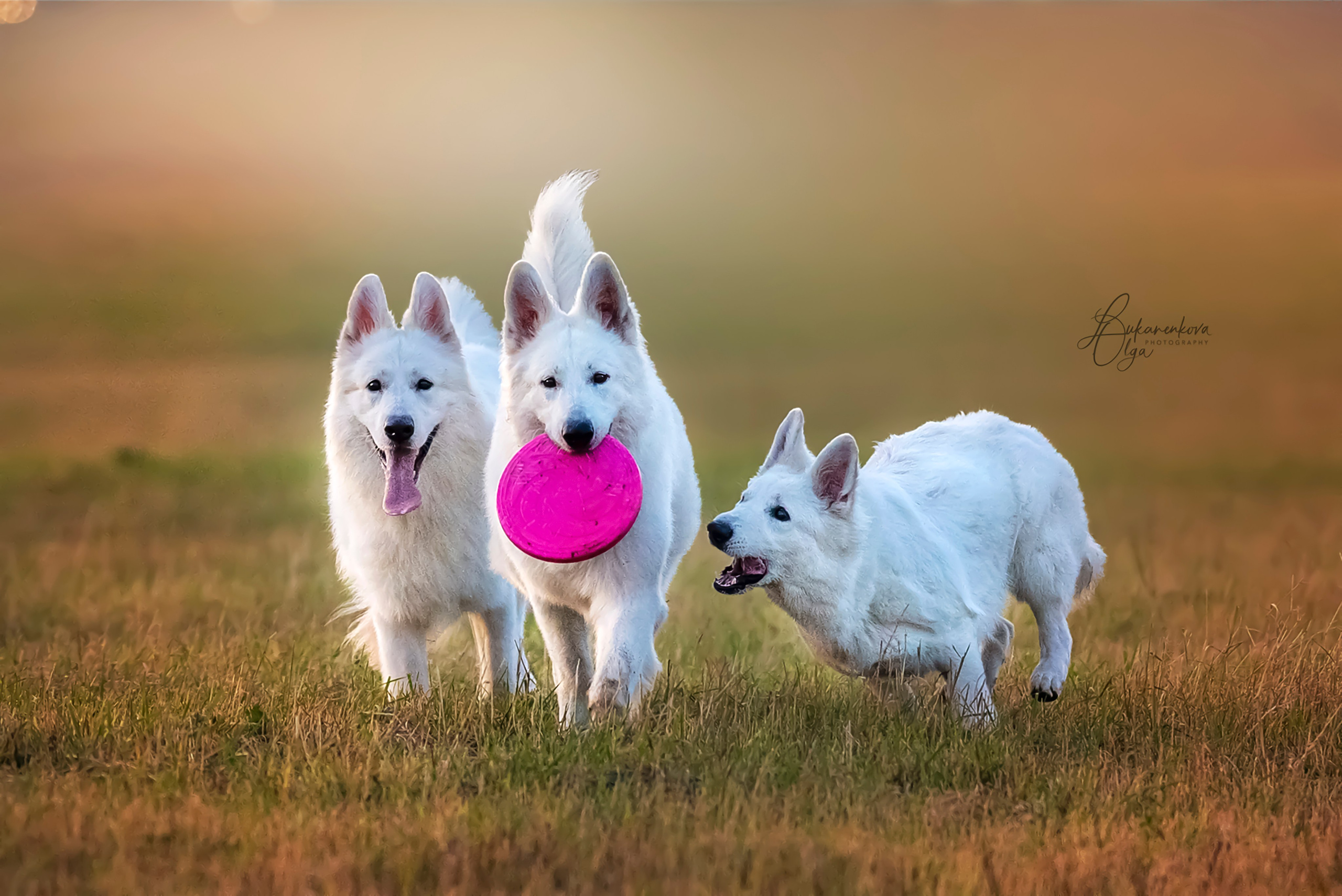 Фотограф анималист Ольга Луканенкова в Москве