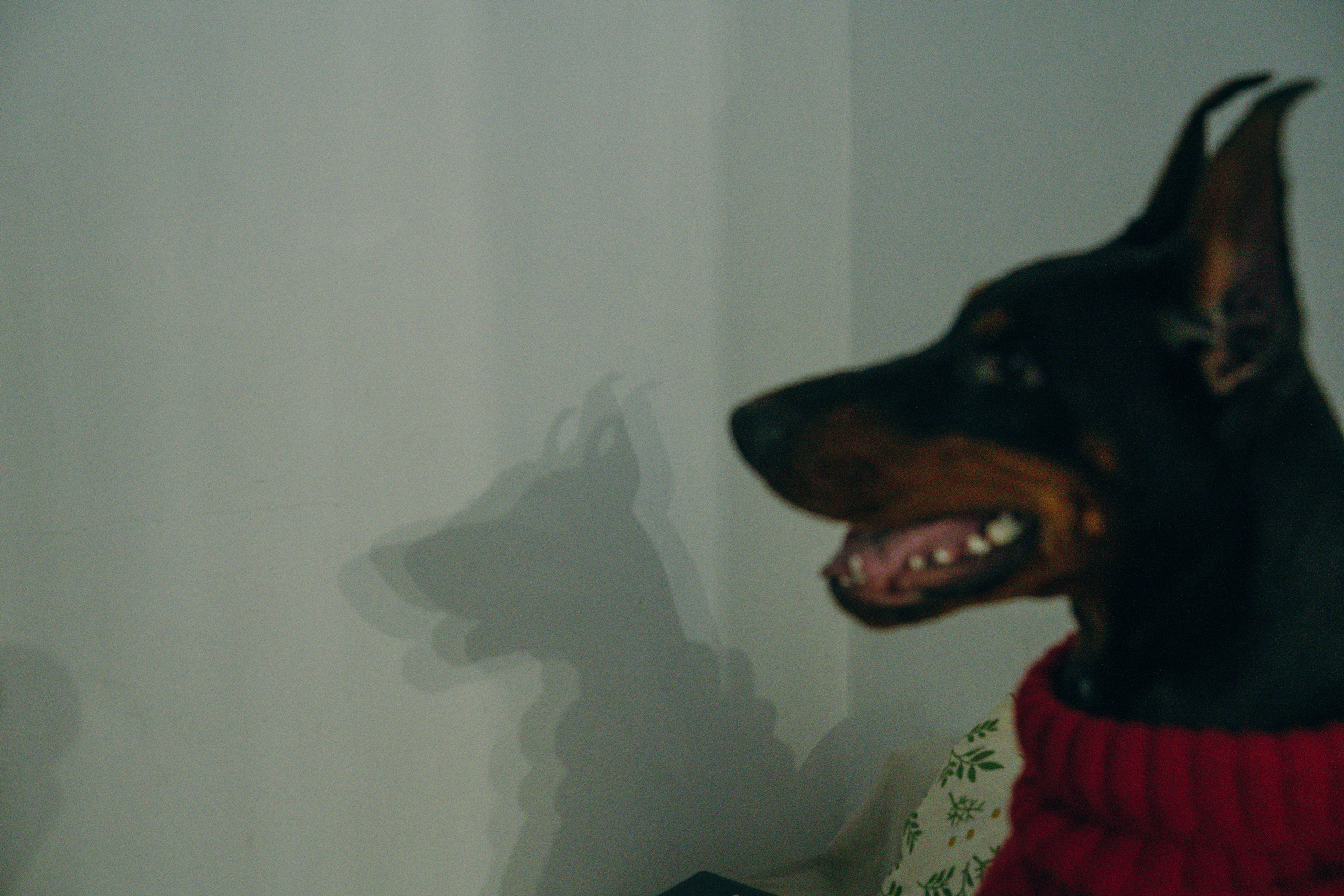 Саша и Асти. Фотограф анималист в Москве и Санкт-Петербурге Свиридова Анна