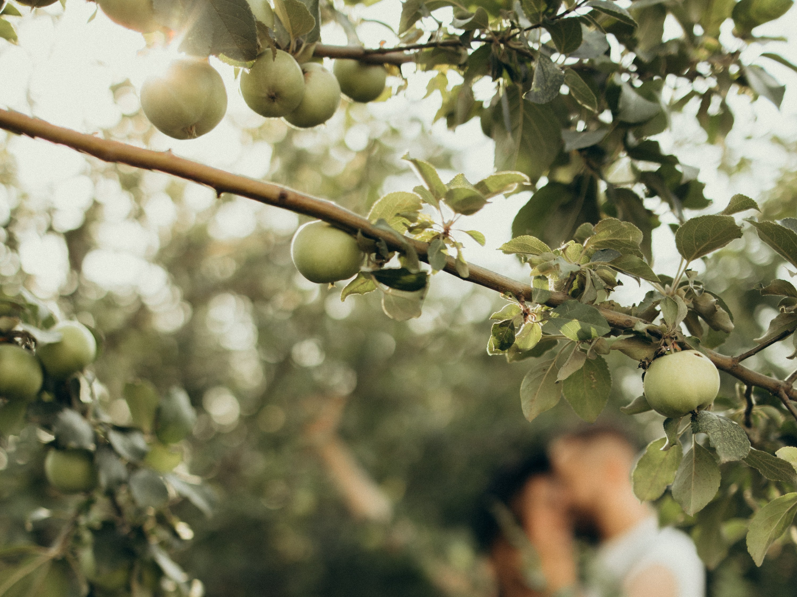 Игорь и Мария — конюшня. Семейный фотограф в Краснодаре Храмова Анна
