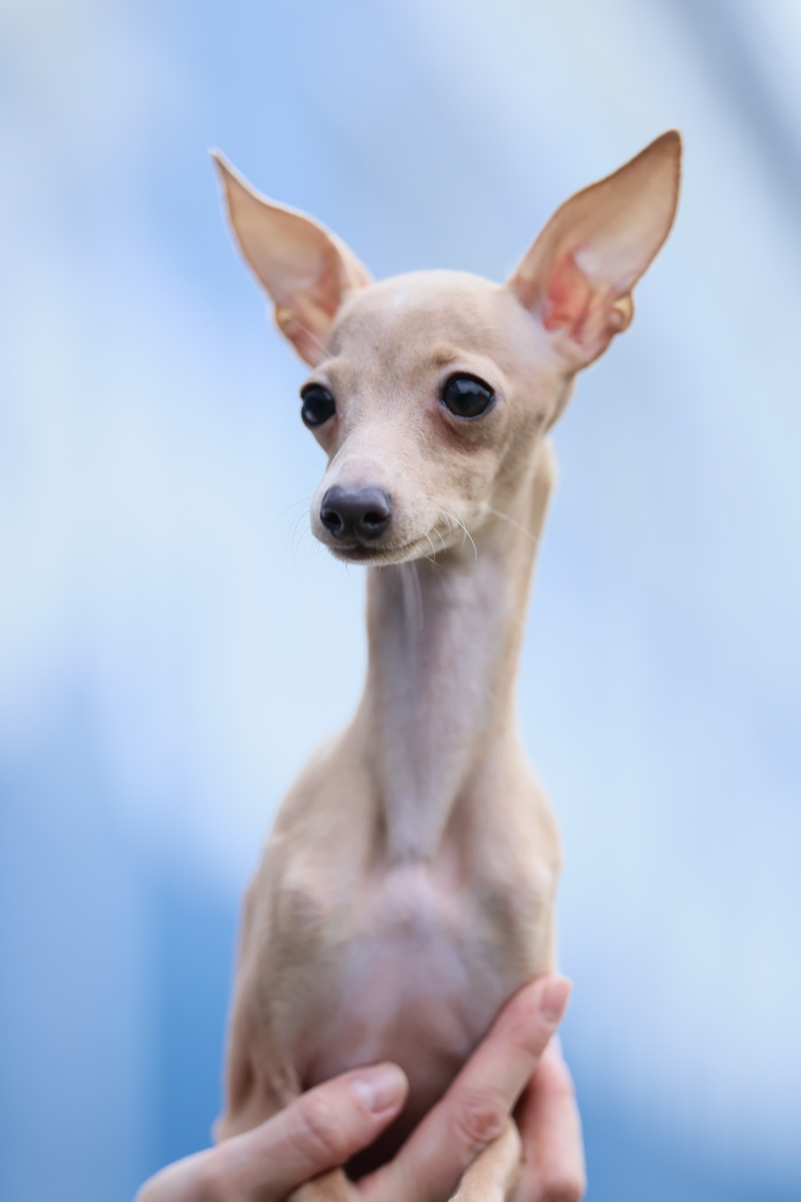 Кремовая Лекси. Professional Italian Greyhound Kennel RKF/FCI ASTI SAPPHIRE 💎 Sochi|St. Petersburg